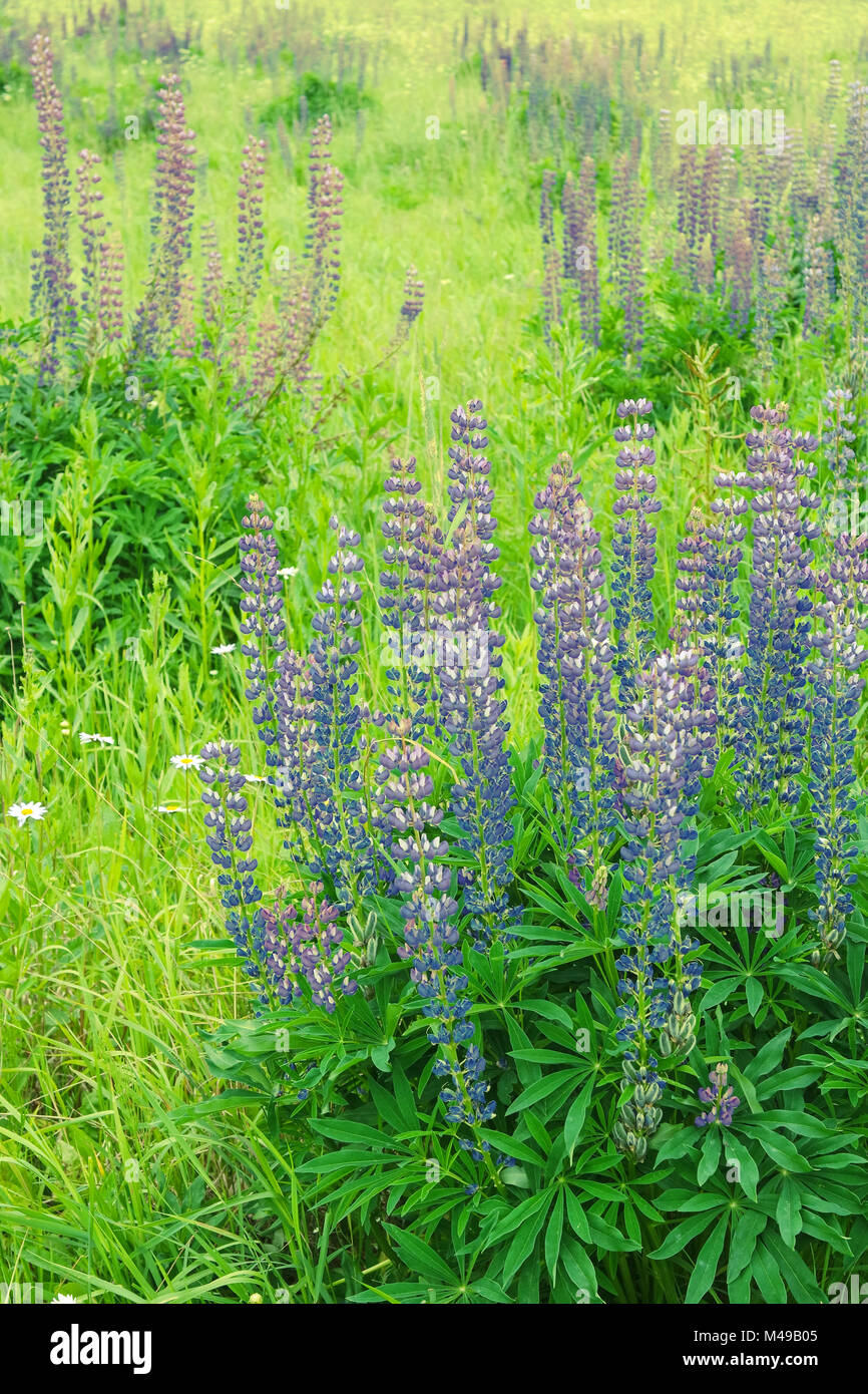 Champ de printemps, jardin, fleurs. Photo teinté. Selective focus sur l'avant. Weadow lupin violet et bleu avec des fleurs. Banque D'Images