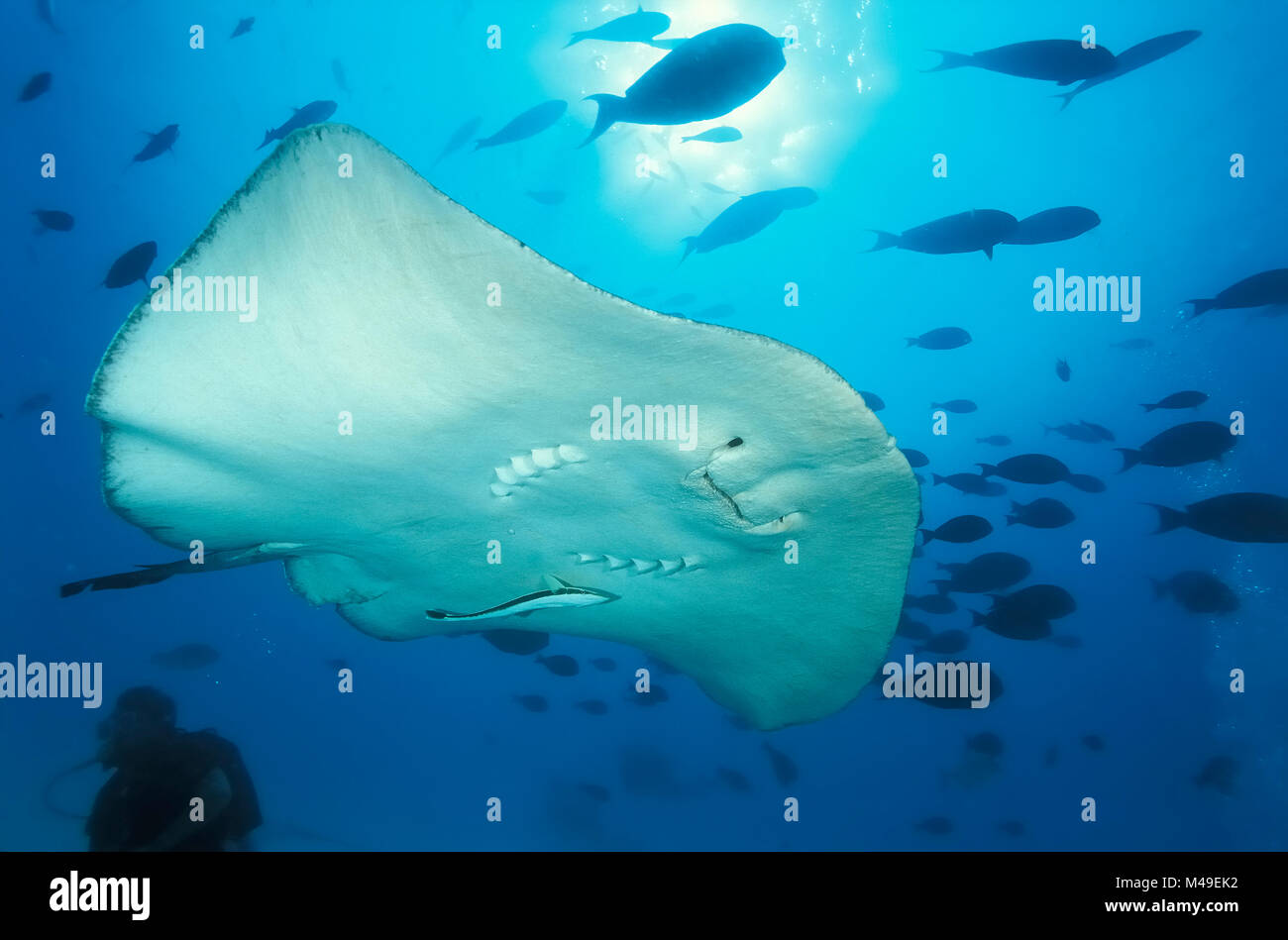 Épinoche tachetée stingray (Taeniurops meyeni) avec un (Echeneis naucrates remora) attaché à son ventre nager dans l'eau ouverte avec un plongeur en arrière-plan. Ari Atoll, Maldives, océan Indien. Banque D'Images