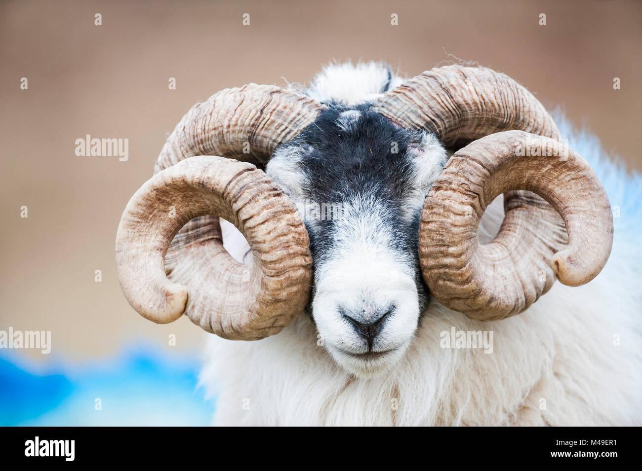 Mouton noir face ram avec cornes torsadées, Mull, Ecosse, Royaume-Uni. Janvier. Banque D'Images