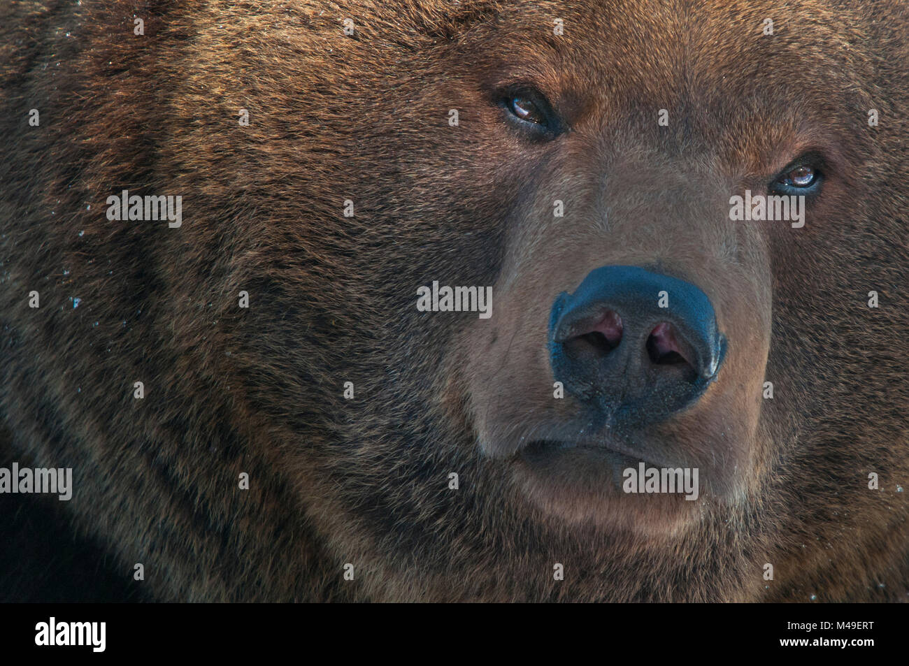 L'ours brun (Ursus arctos) tête portrait, captive, se produit dans l'Eurasie. Banque D'Images