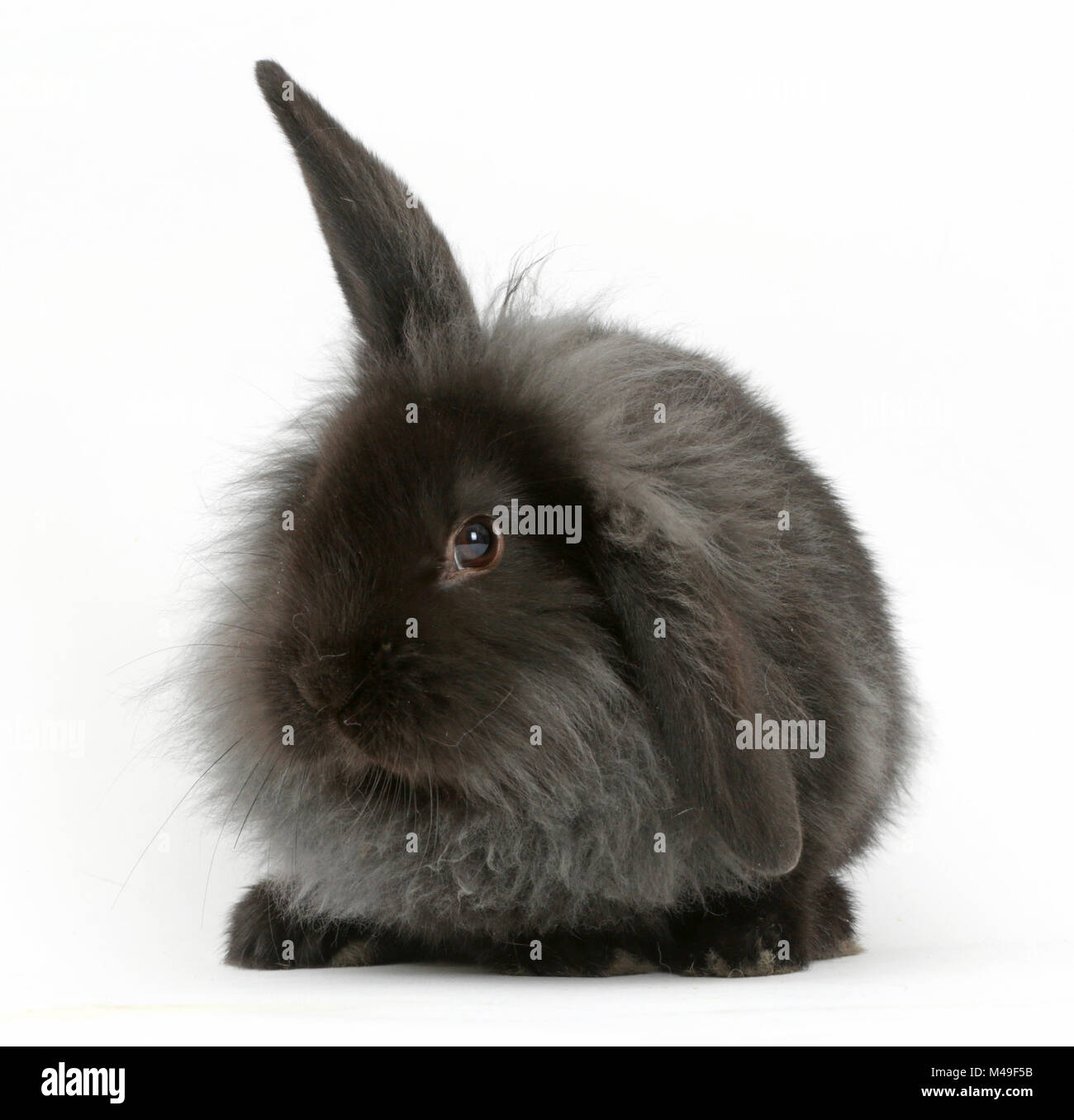 La fumée noire de Lionhead moelleux x Lop lapin. Banque D'Images