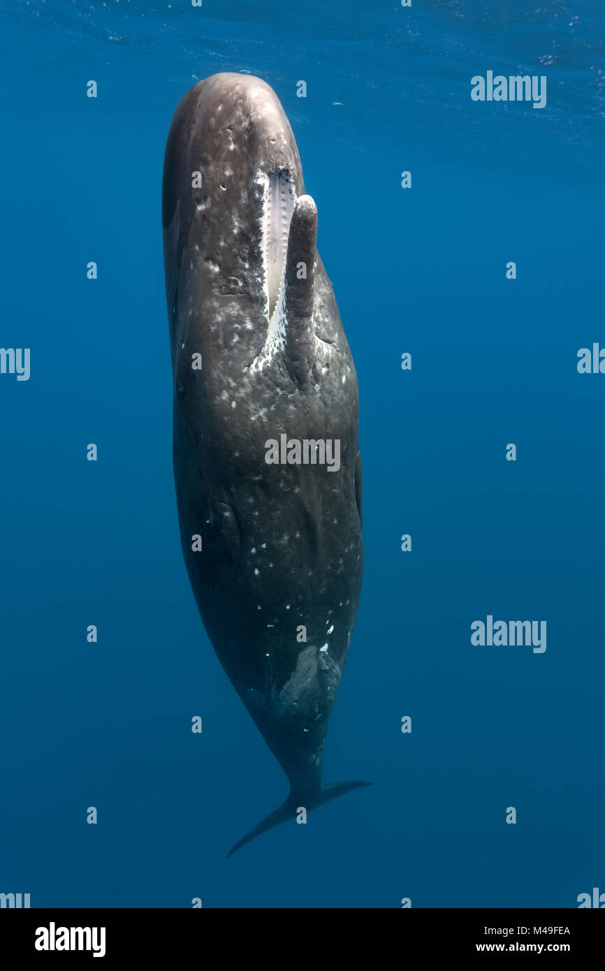 Le cachalot (Physeter macrocephalus) femmes à la surface de l'océan avec sa bouche ouverte. Cette baleine a fait surface à partir de la nourriture dans l'eau profonde. Les îles d'Ogasawara ou Bonin, au Japon. Banque D'Images