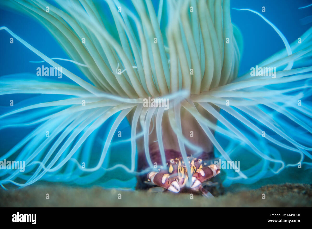 Les arlequins swimming crab (Lissocarcinus laevis) mise à l'abri sous les tentacules d'une anémone tube (Cerianthus sp.). Dauin, Dumaguete, Negros, Philippines. La mer de Bohol, ouest de l'océan Pacifique tropical. Banque D'Images