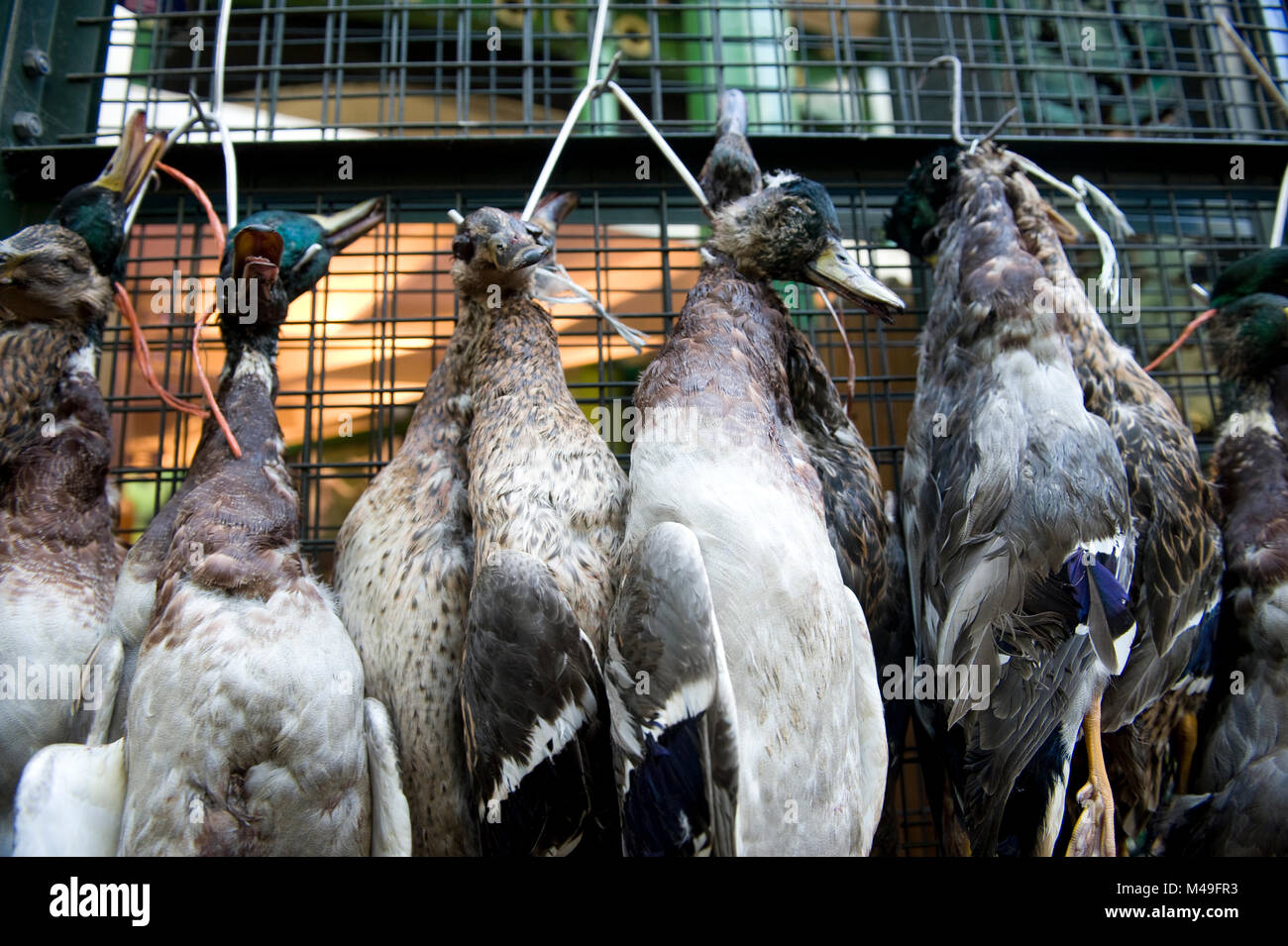 Les canards colverts sauvages morts pour la vente à Borough Market à Londres, Angleterre Banque D'Images