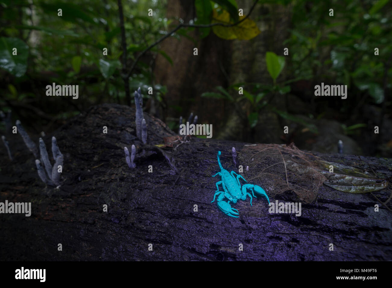 Bleu scorpion Rainforest sous lumière UV dans la nuit. Le Queensland, Australie. Banque D'Images