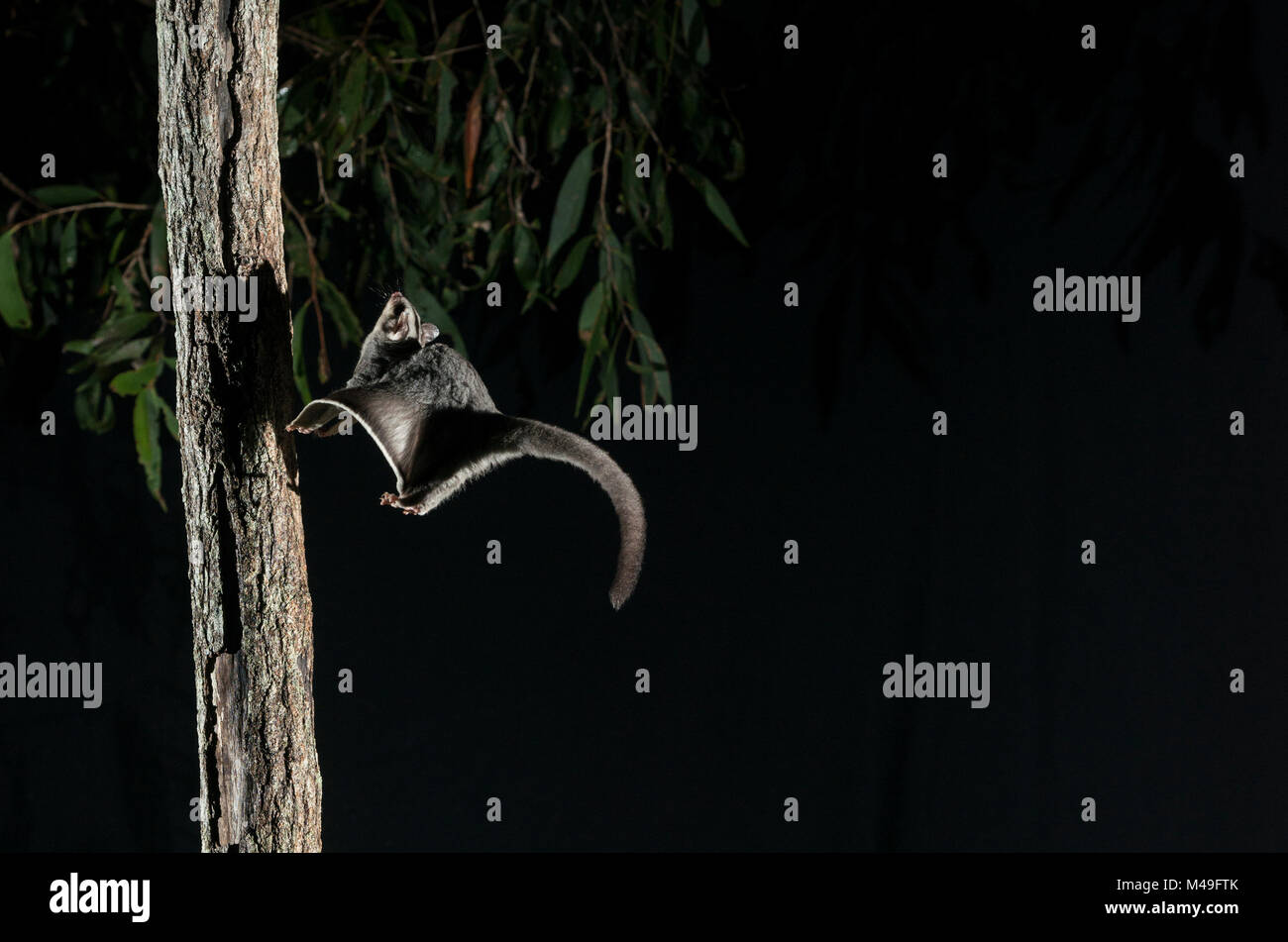 Planeur de sucre (Petaurus breviceps) la nuit, Cardwell, Queensland, Australie. Banque D'Images