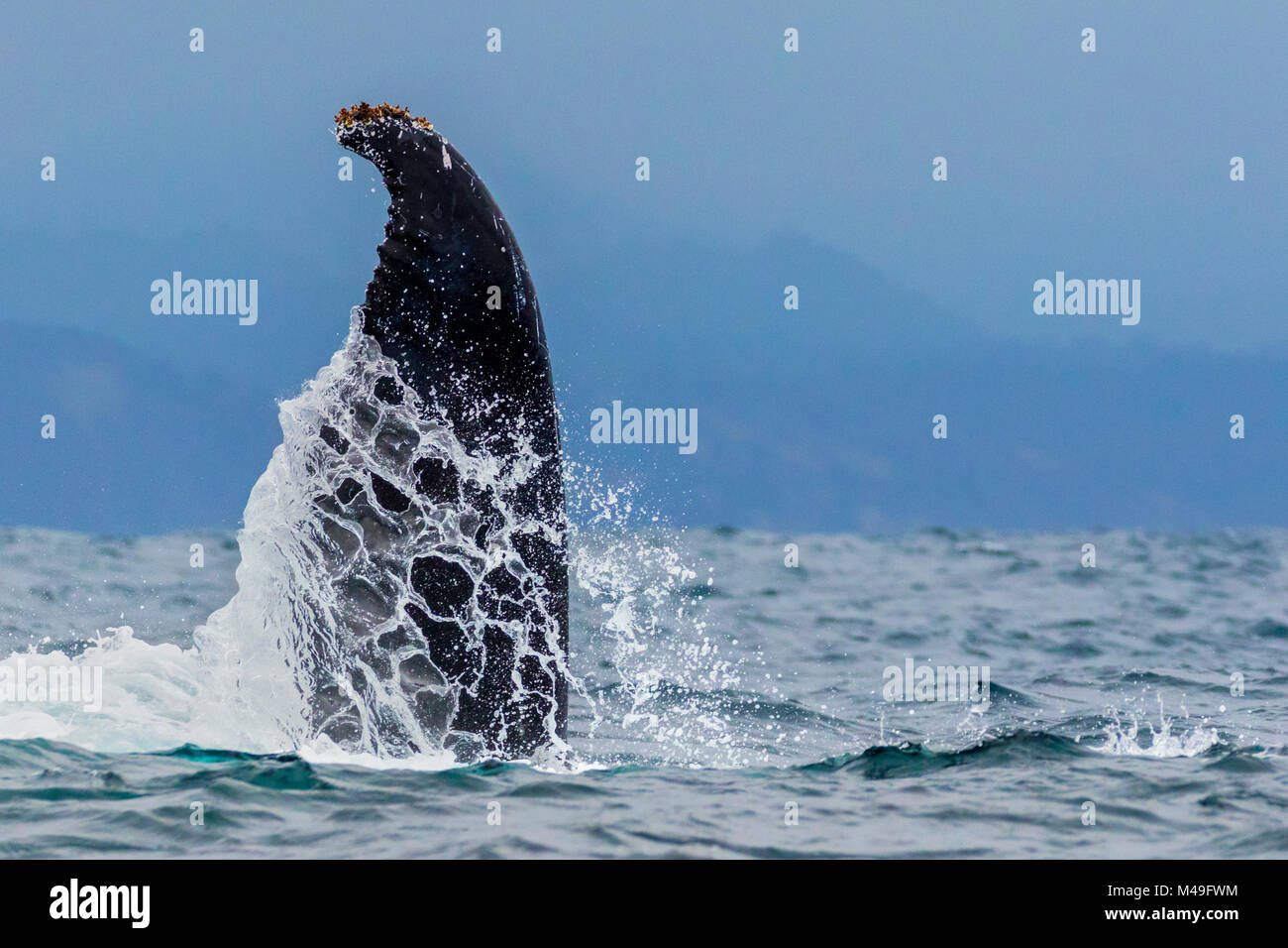 Baleine à bosse (Megaptera novaeangliae), avec retournement soulevé dans l'air au-dessus de l'eau, Parc National Machalilla, Manabi, Équateur. Banque D'Images