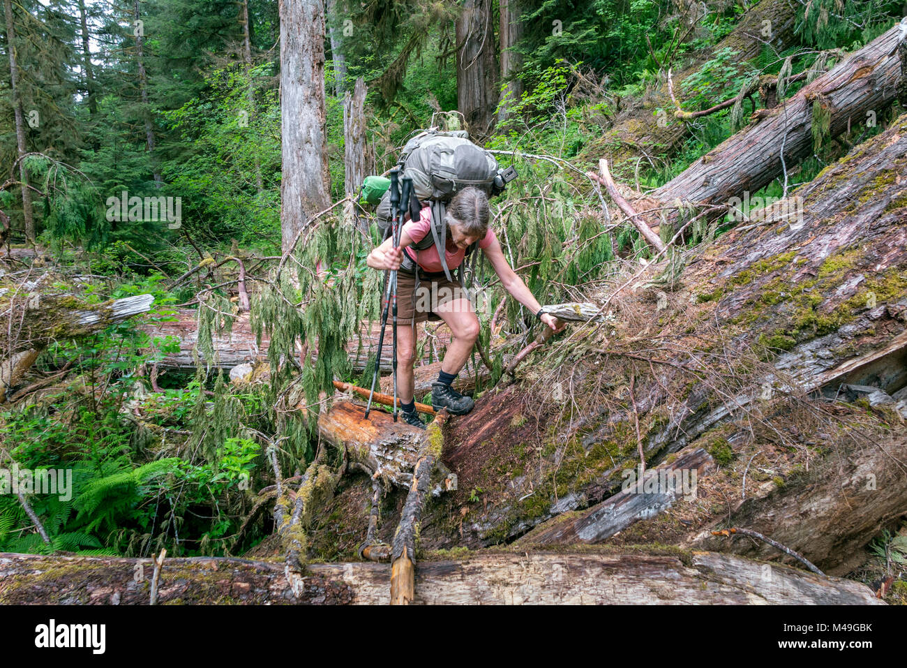 Femme de la randonnée à travers les arbres tombés sur le sentier de la rivière Quinault, Olympic National Park, Washington, USA. Parution du modèle. Banque D'Images