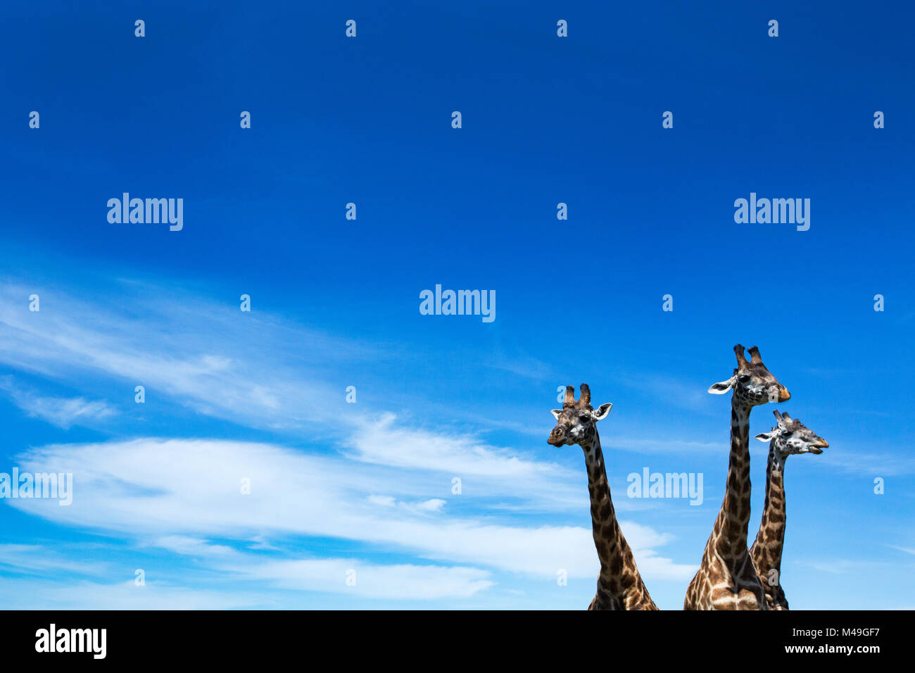 Maasai Girafe (Giraffa camelopardalis tippelskirchi) trois ensemble, les chefs et le cou contre le ciel. Masai Mara National Reserve, Kenya. Banque D'Images