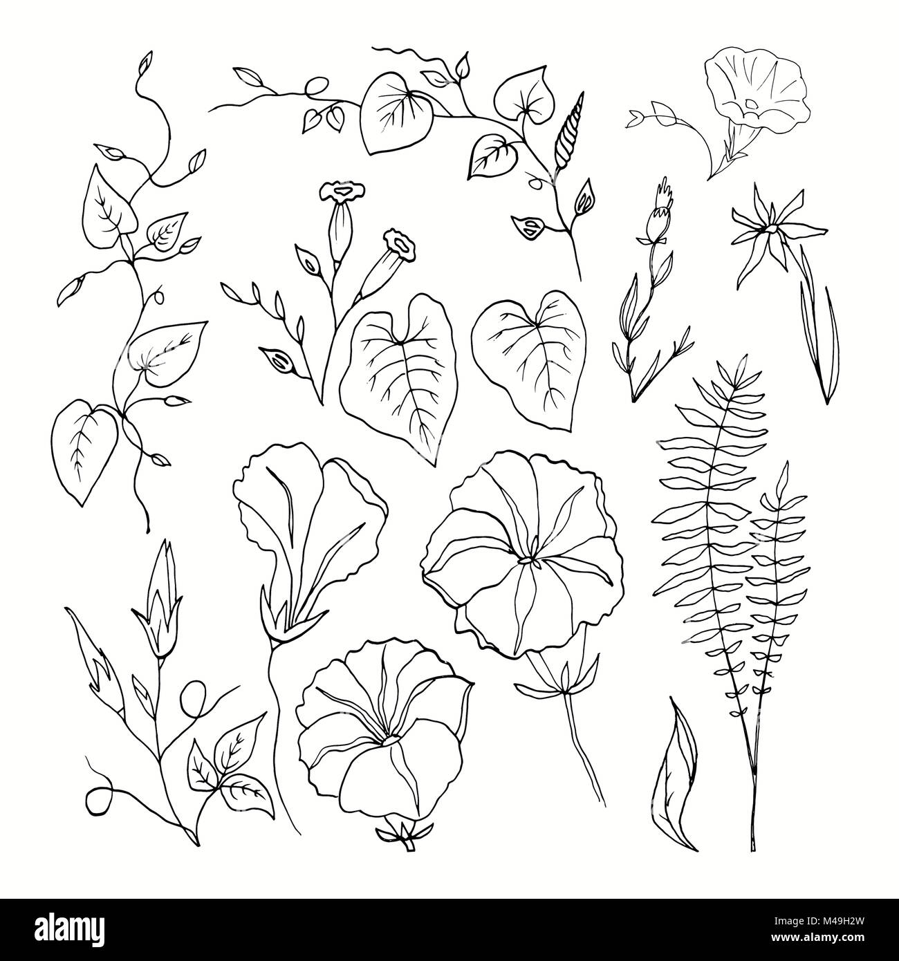 Définir des contours de curly fleurs et plantes botaniques. Image isolé sur fond blanc. Illustration faite à la main. Feuilles et brindilles. Les bourgeons et les lames du Banque D'Images