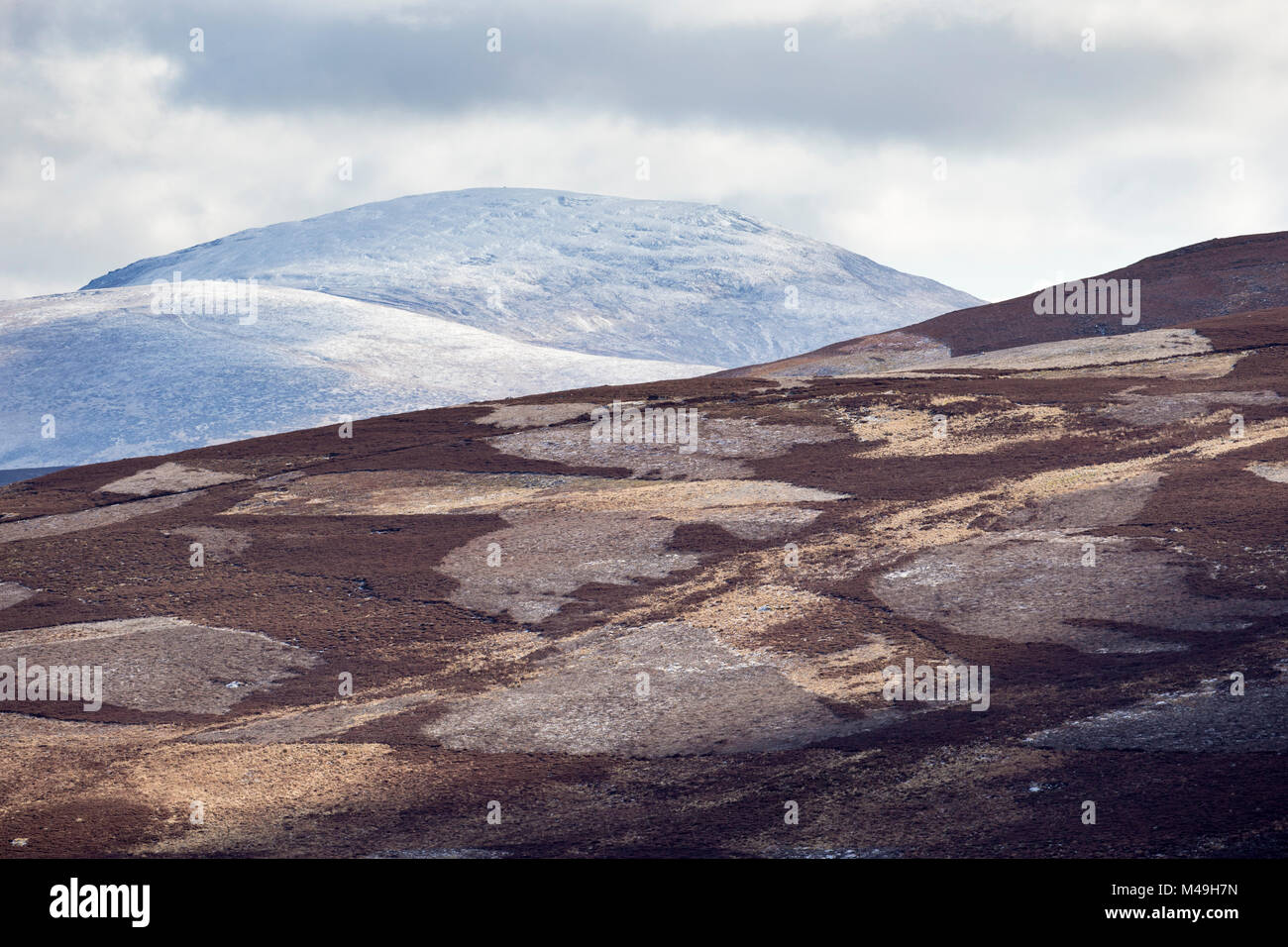 Mosaïque de landes de bruyère de montagne, Deeside, Parc National de Cairngorms, en Écosse, au Royaume-Uni, en avril 2016. Banque D'Images