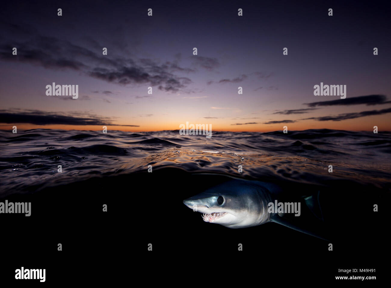 Le requin-taupe bleu (Isurus oxyrinchus) vu juste en dessous de la surface à la tombée de la nuit, sur la côte Est de l'Auckland, Nouvelle-Zélande, juin 2015 Banque D'Images