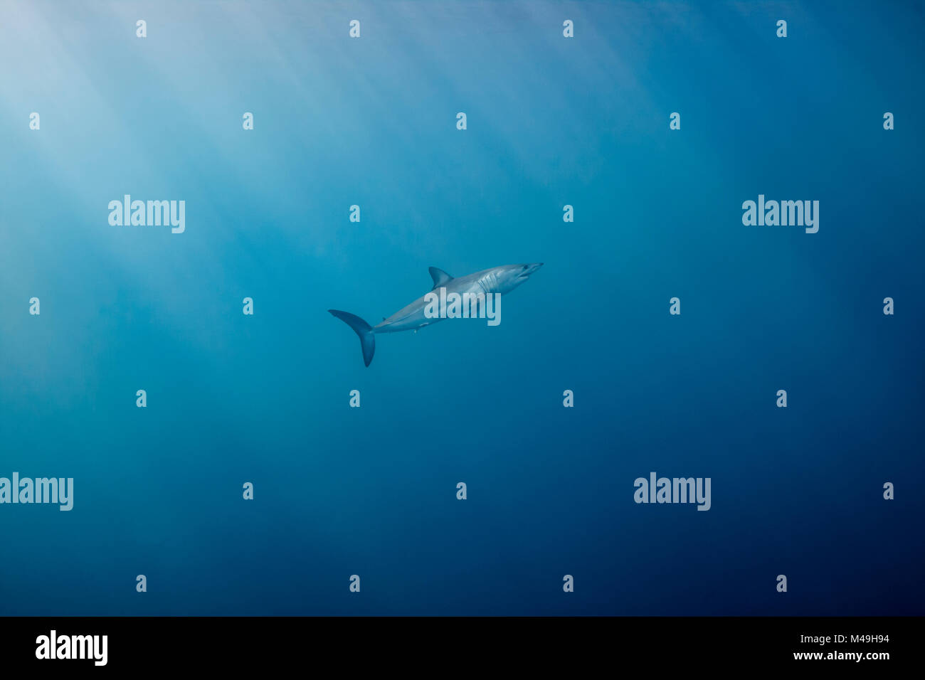 Le requin-taupe bleu (Isurus oxyrinchus) en surface, près de la lumière gris au large de la côte ouest d'Auckland, Nouvelle-Zélande, Février Banque D'Images