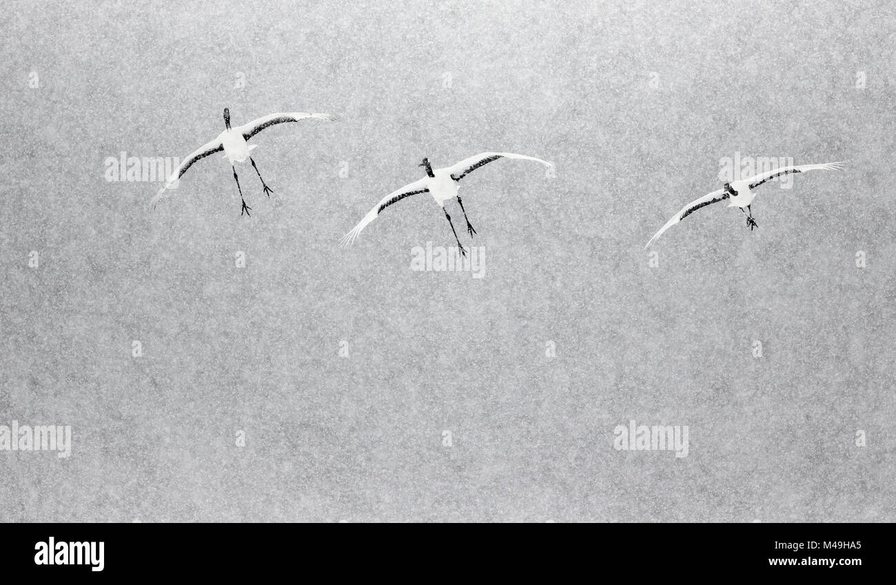 Japonais / grue à couronne rouge (Grus japonicus) trois entrée en terre, Hokkaido Japon Février Banque D'Images