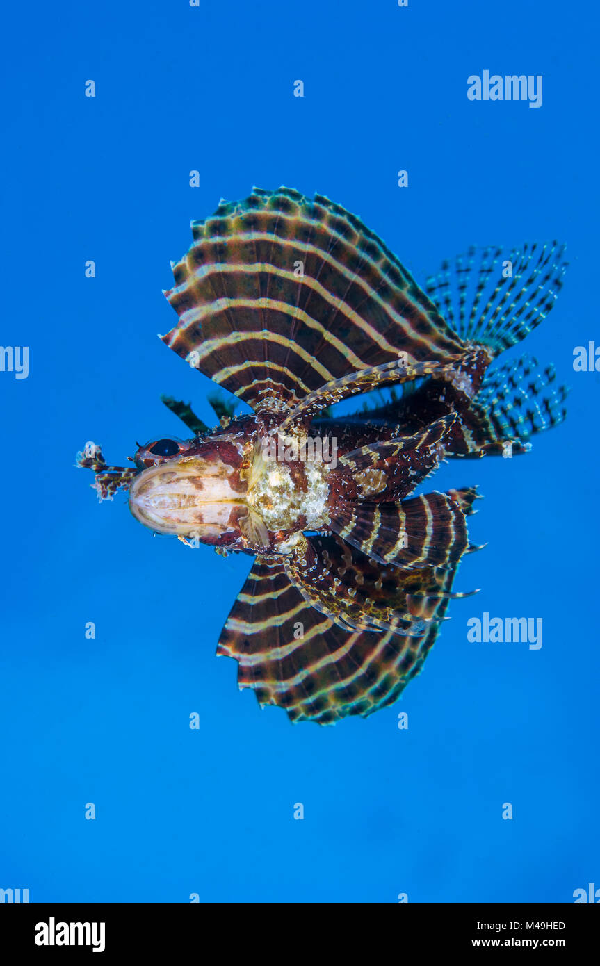 Dendrochirus brachypterus (poisson-papillon nain) ouvre ses 'ailes' (en fait, des nageoires pectorales élargie) Seraya, zone de Tulamben, à Bali, Indonésie, mer de Java. Banque D'Images