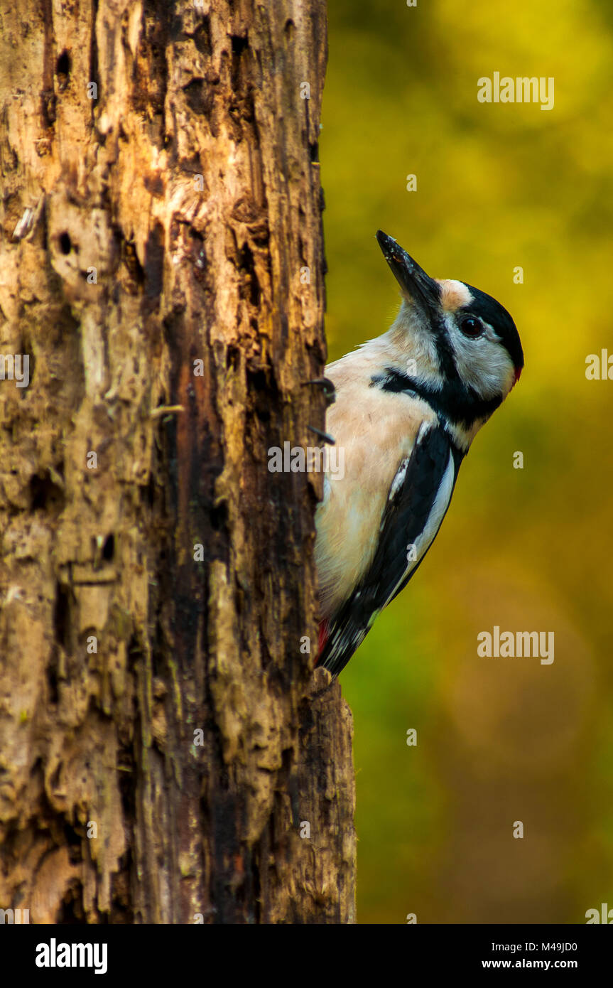Great Spotted Woodpecker (Dendrocopos major) à la recherche de nourriture dans une direction verticale Banque D'Images