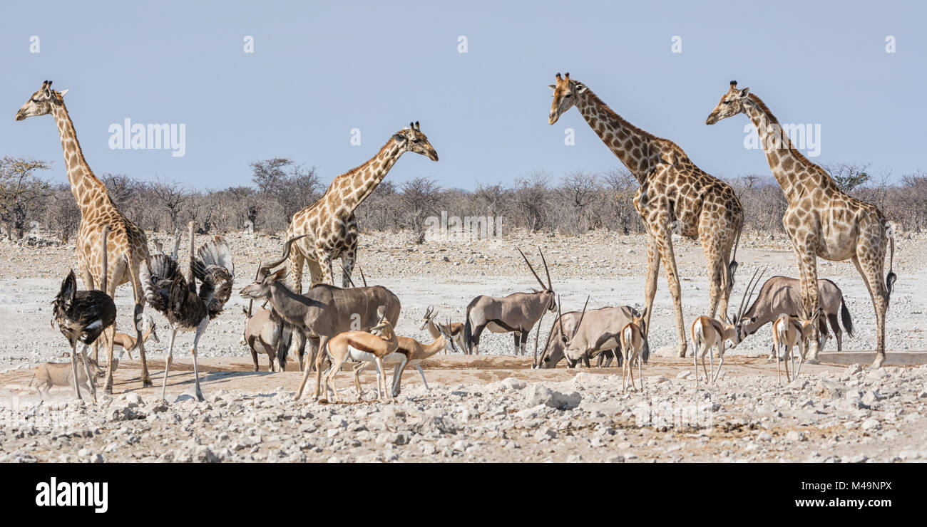 La faune africaine à un arrosage occupé trou dans la savane namibienne Banque D'Images