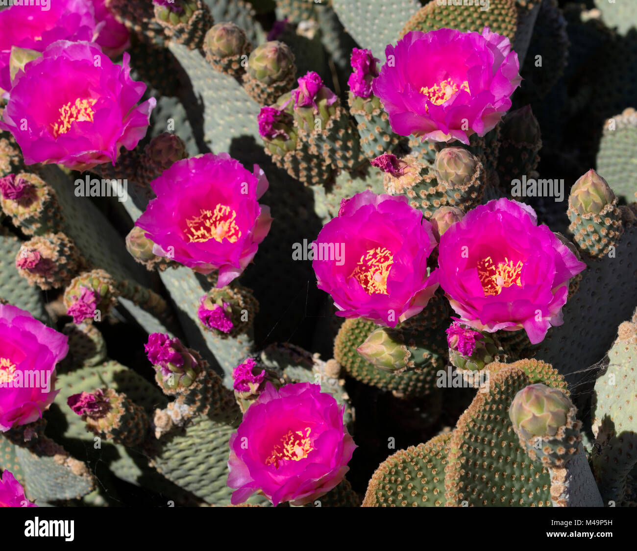 Pricklypear castor Banque D'Images