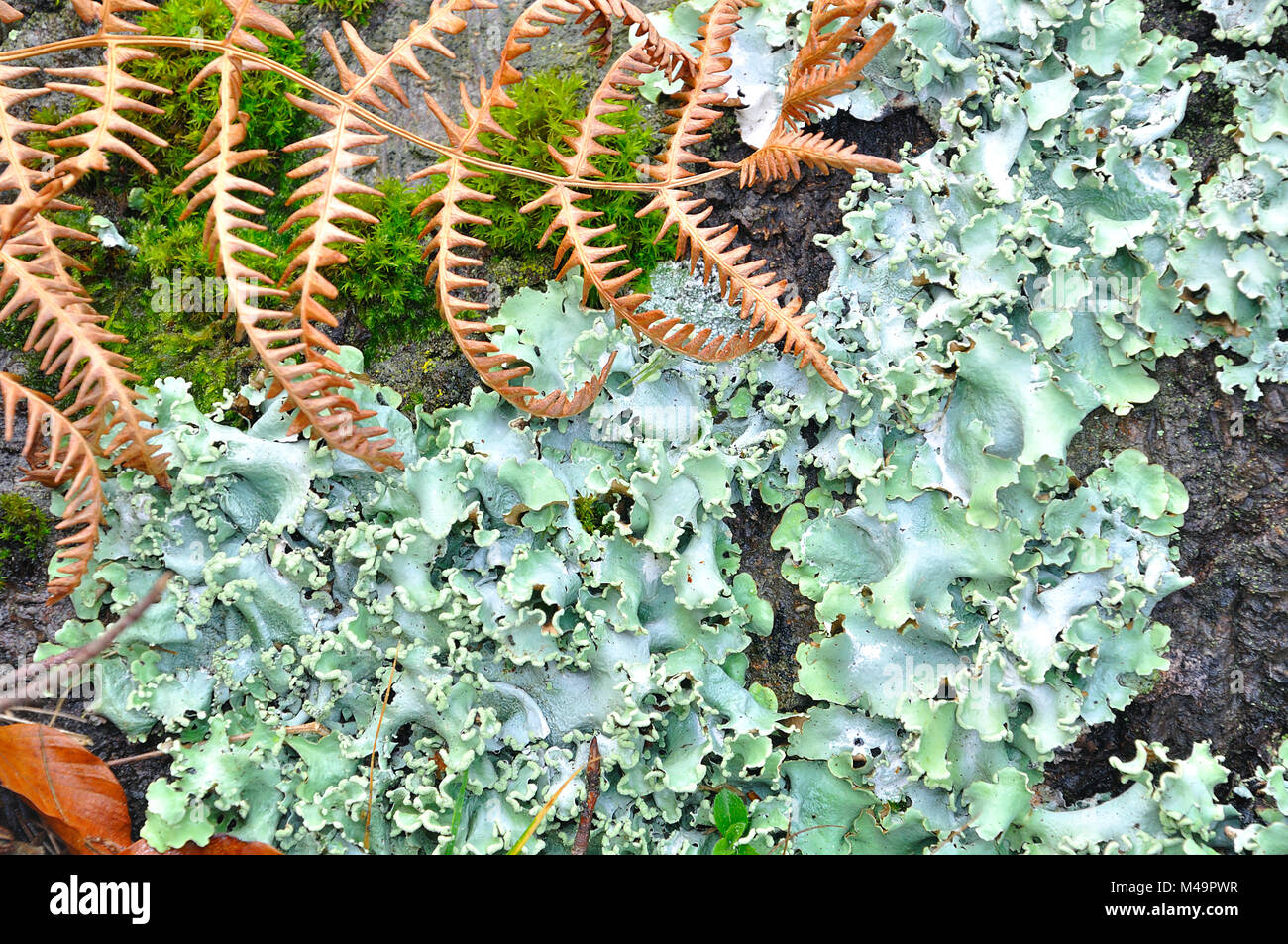 Flavoparmelia caperata Bouclier vert Lichen Banque D'Images