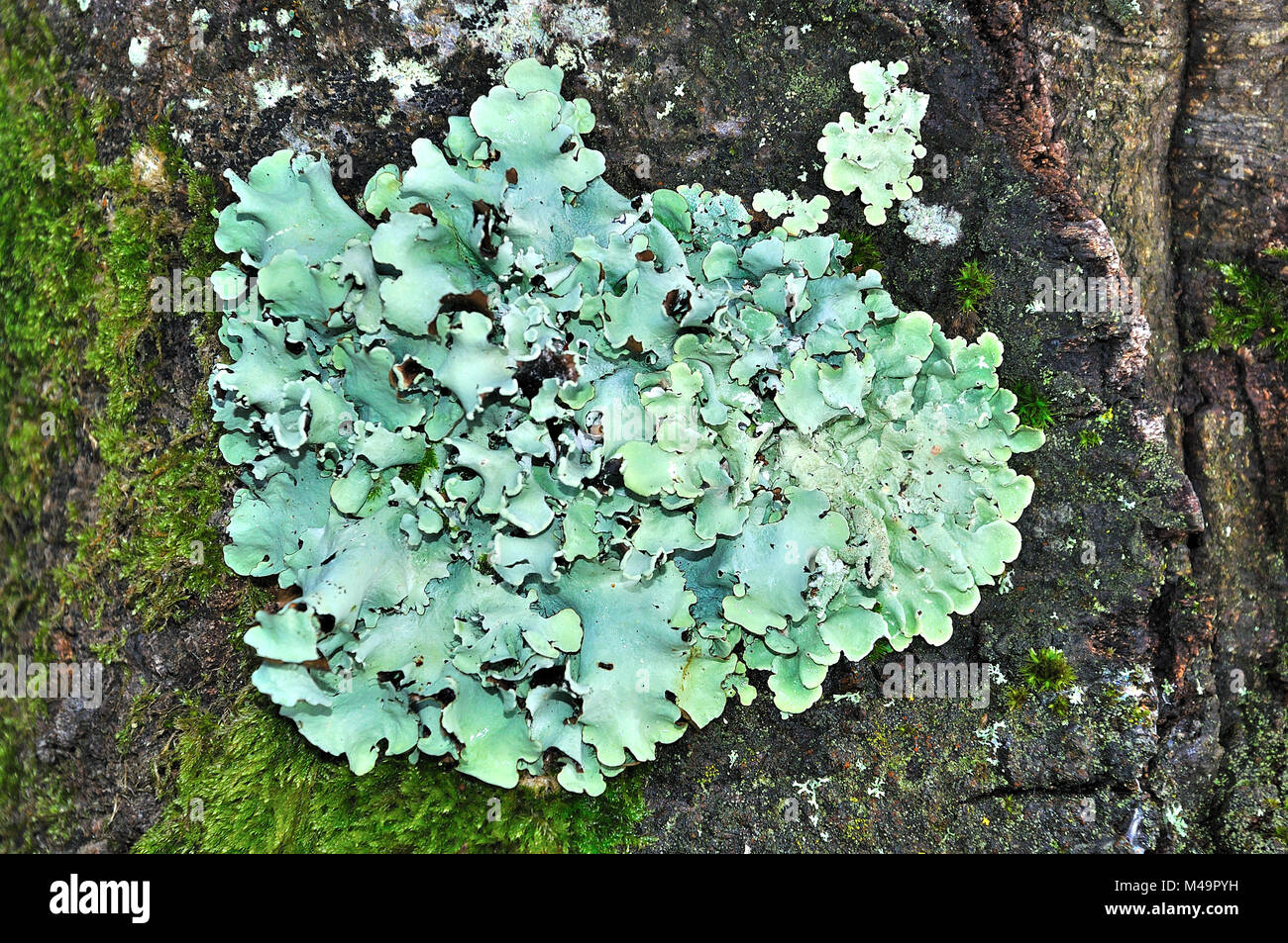 Flavoparmelia caperata Bouclier vert Lichen Banque D'Images