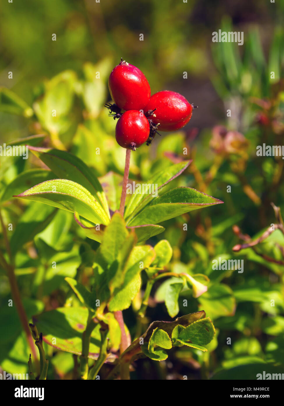Gazon cornus suecica suédois baies (nom latin : Chamaepericlymenum suecicum) Banque D'Images