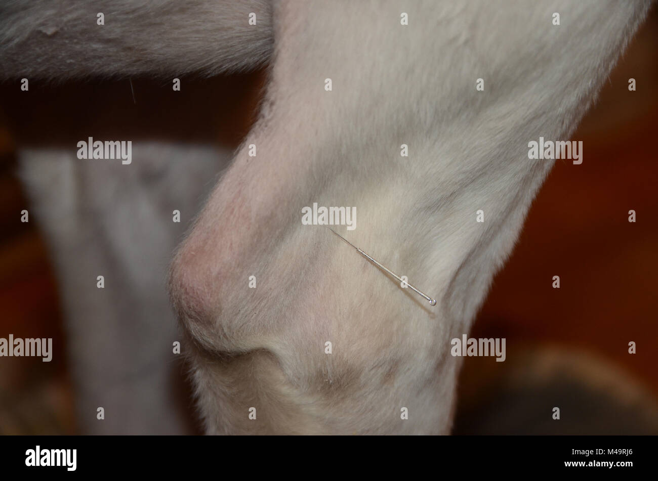 Avant du chien le coude avec aiguille d'acupuncture. Banque D'Images