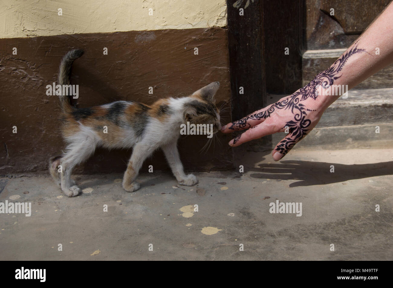 L'inhalation de chaton a woman's henna décoré main contre un mur de pierre à Stone Town, Zanzibar, Tanzanie sur une journée ensoleillée Banque D'Images