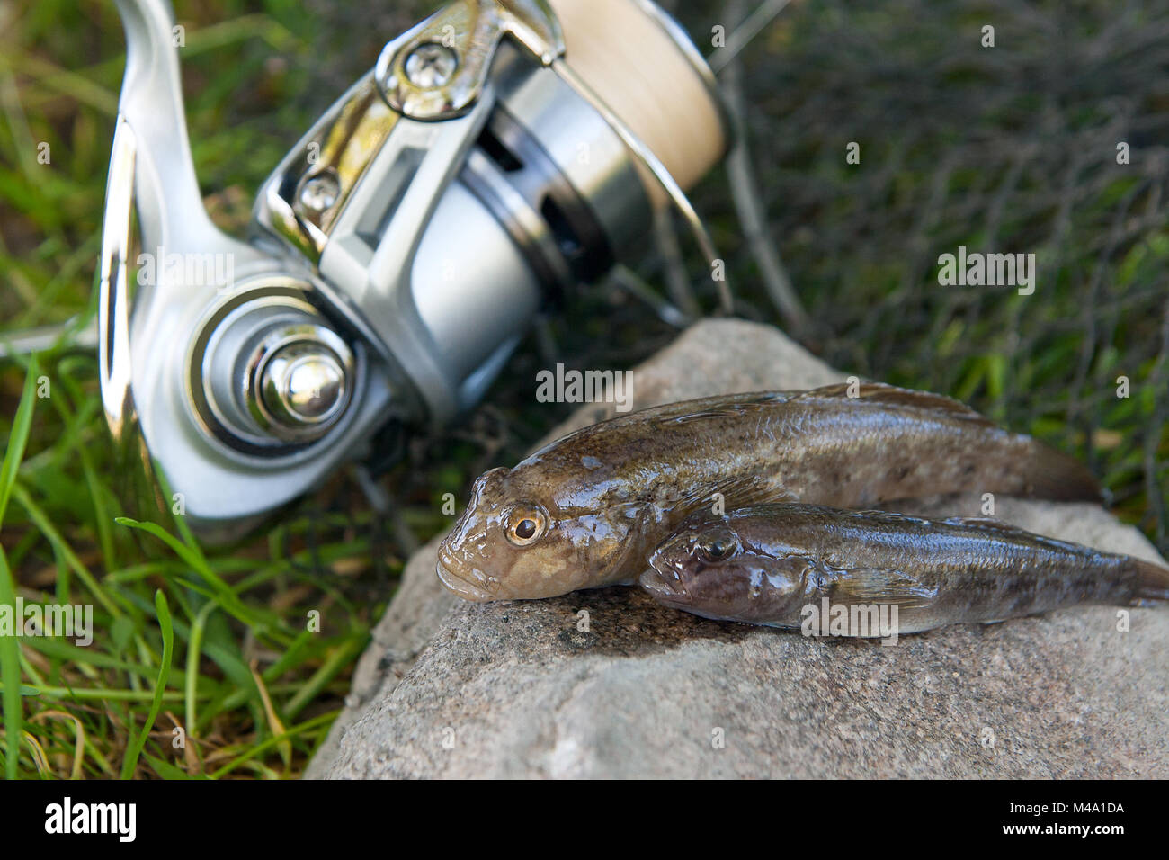 Poissons d'eau douce ou gobie barbotte poisson appelé Neogobius melanostomus et Neogobius fluviatilis pallasi juste pris de l'eau. Deux matières bullh Banque D'Images