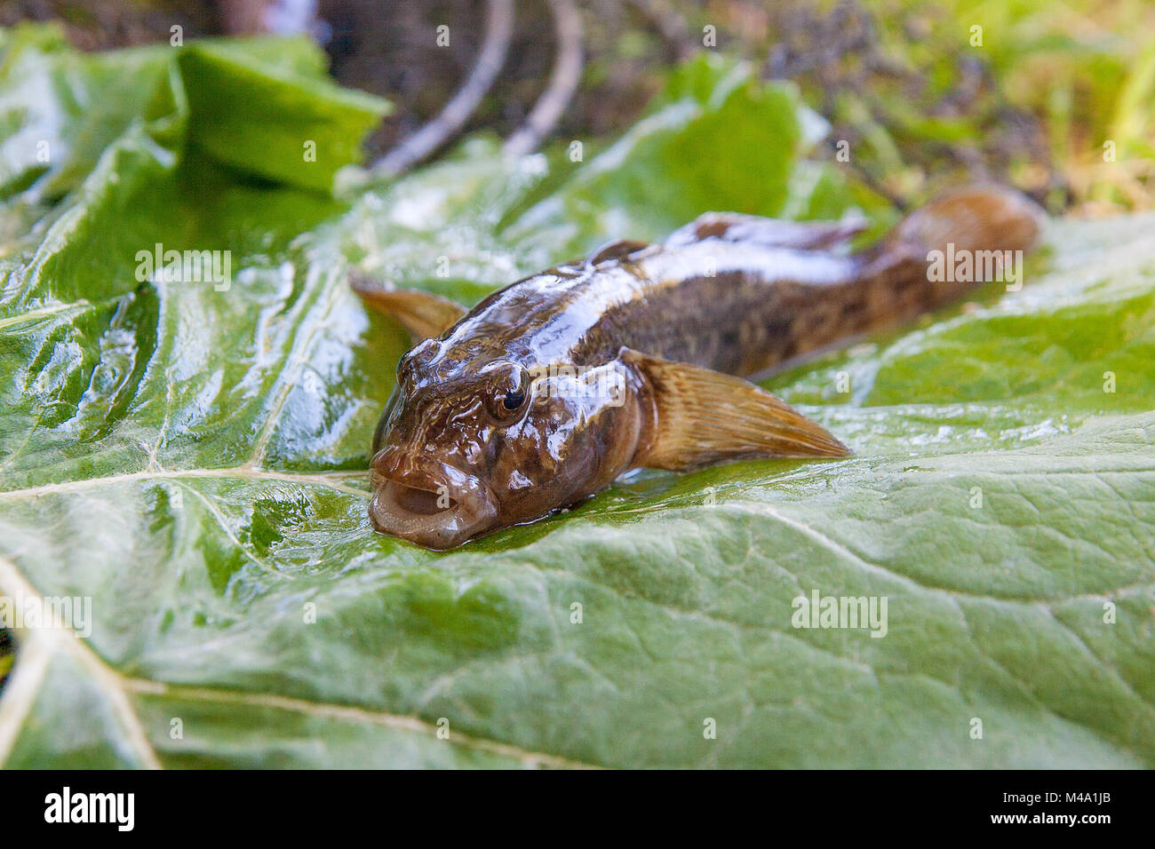 Poissons d'eau douce ou gobie barbotte poisson appelé Neogobius melanostomus et Neogobius fluviatilis pallasi juste pris de l'eau. Vue rapprochée Banque D'Images