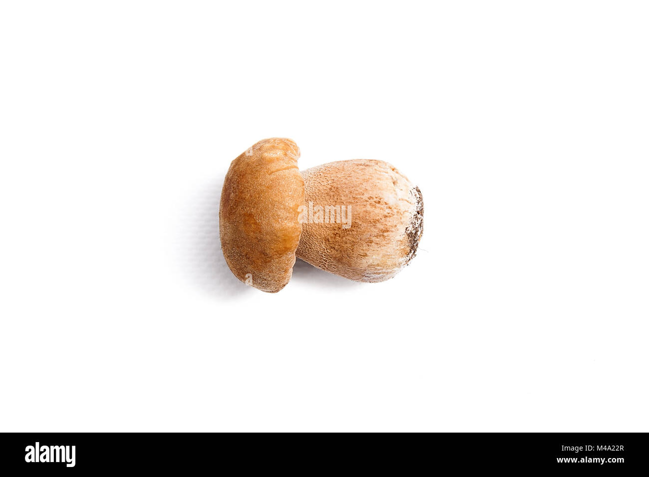 Récolté à l'automne étonnant champignon comestible boletus edulis (cèpes) connu sous le nom de champignons porcini isolé sur fond blanc. Banque D'Images