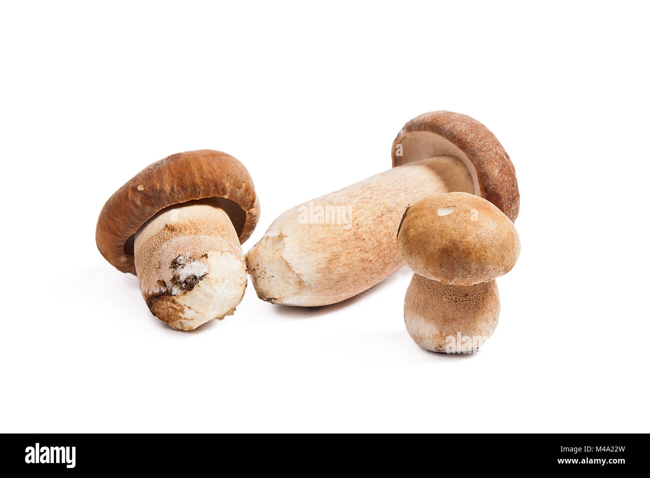 Récolté à l'automne des champignons comestibles boletus edulis (cèpes) connu sous le nom de cèpes isolé sur fond blanc. Banque D'Images