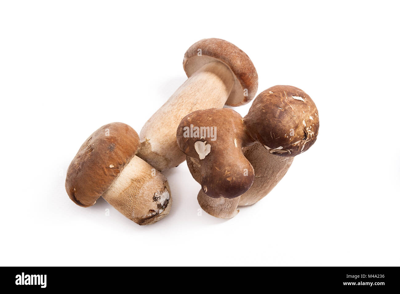 Récolté à l'automne des champignons comestibles boletus edulis (cèpes) connu sous le nom de cèpes isolé sur fond blanc. Banque D'Images