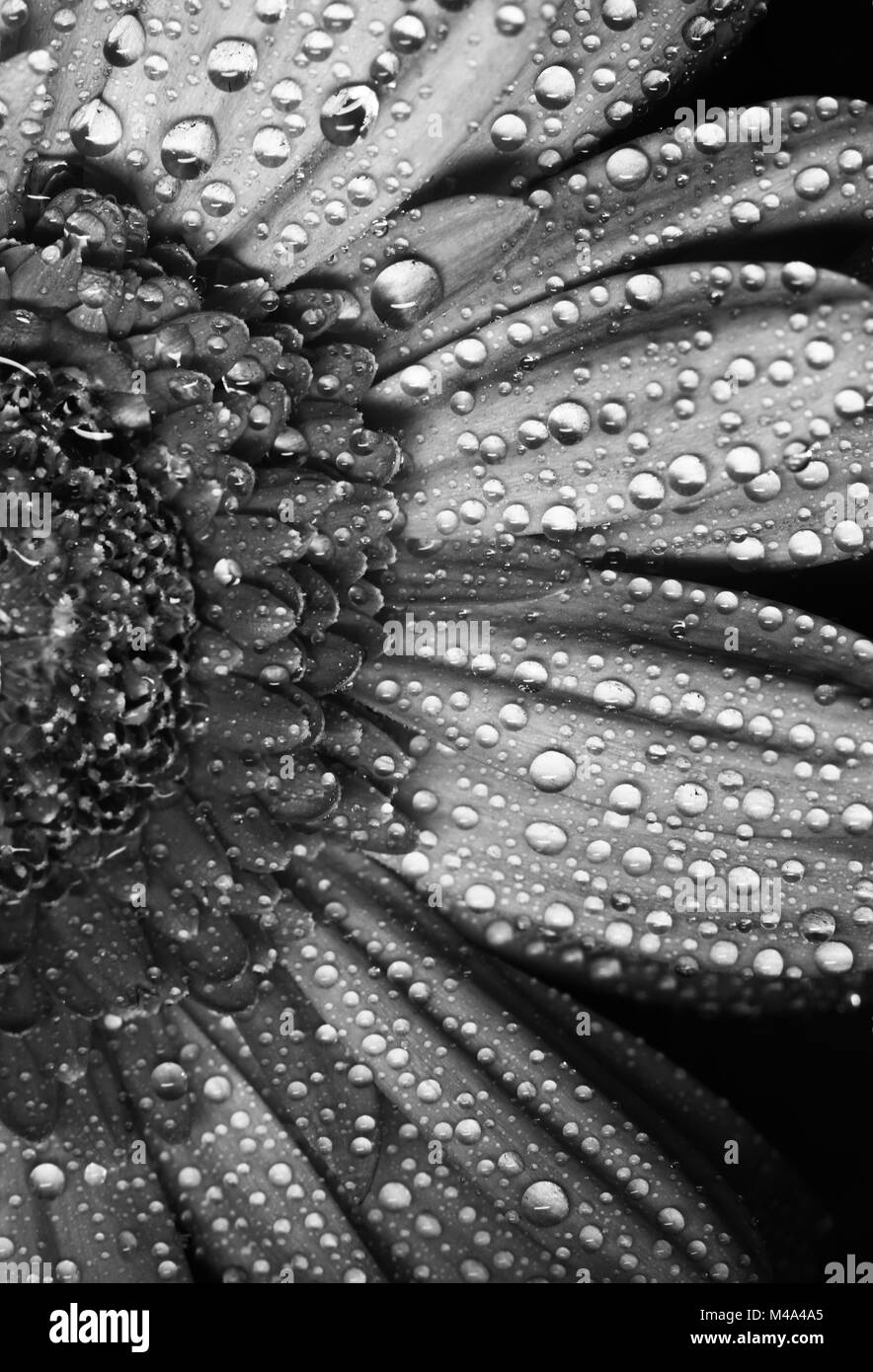 Gerbera flower close up macro photo Banque D'Images