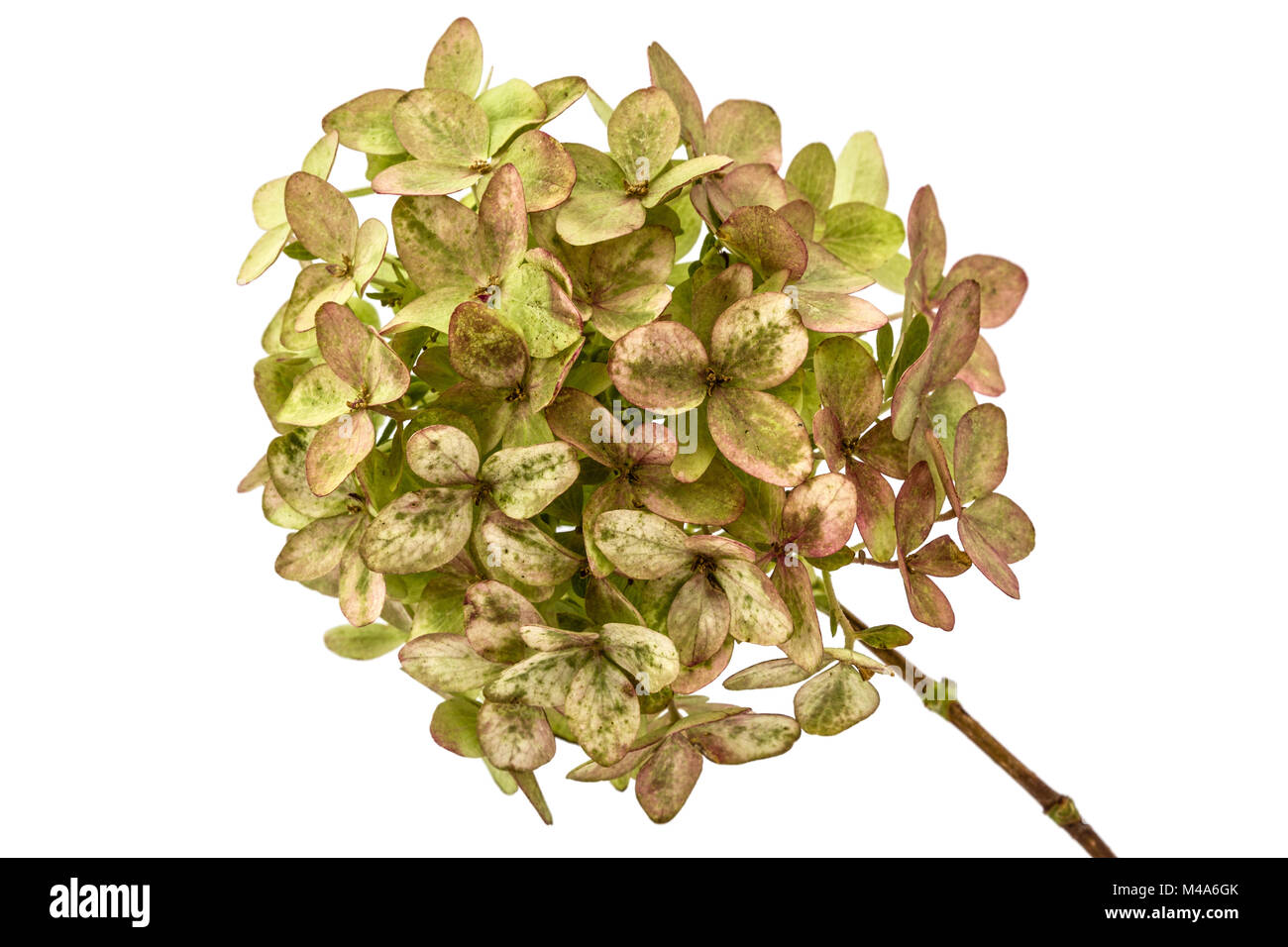 Inflorescence de l'hydrangea close-up, isolé sur fond blanc Banque D'Images
