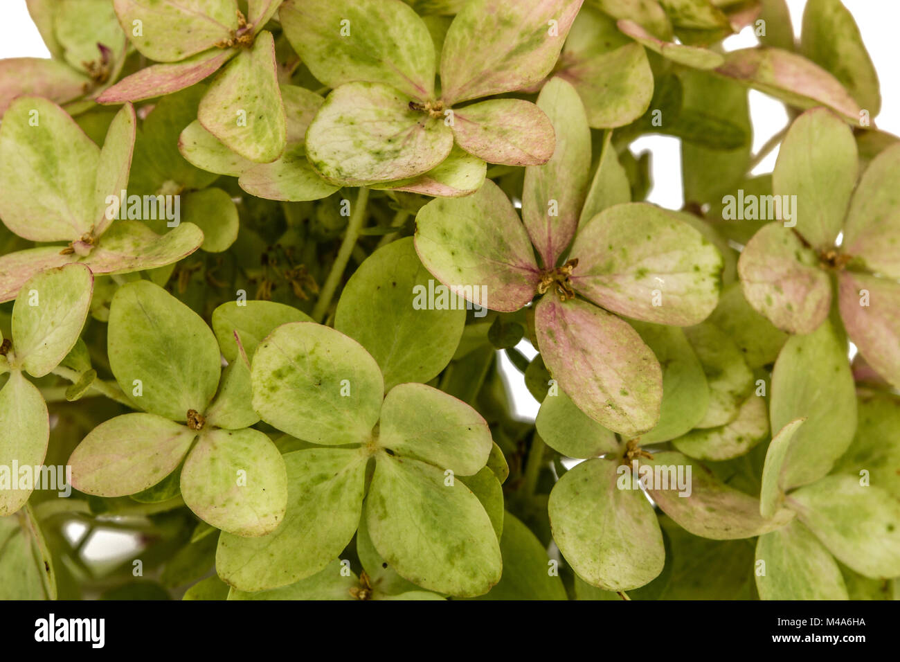 Arrière-plan de fleurs de l'hortensia close-up Banque D'Images