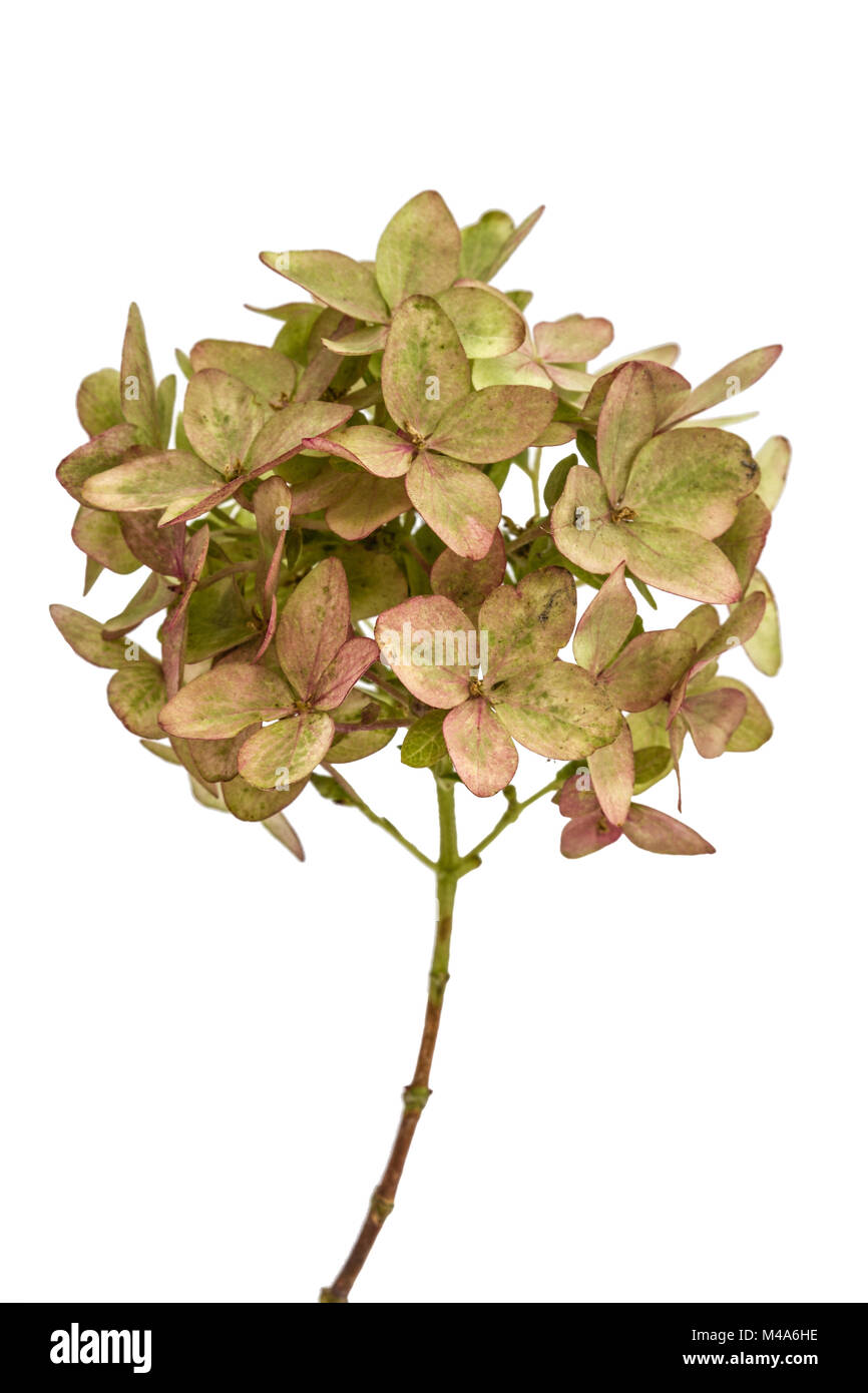 Inflorescence de l'hydrangea close-up, isolé sur fond blanc Banque D'Images