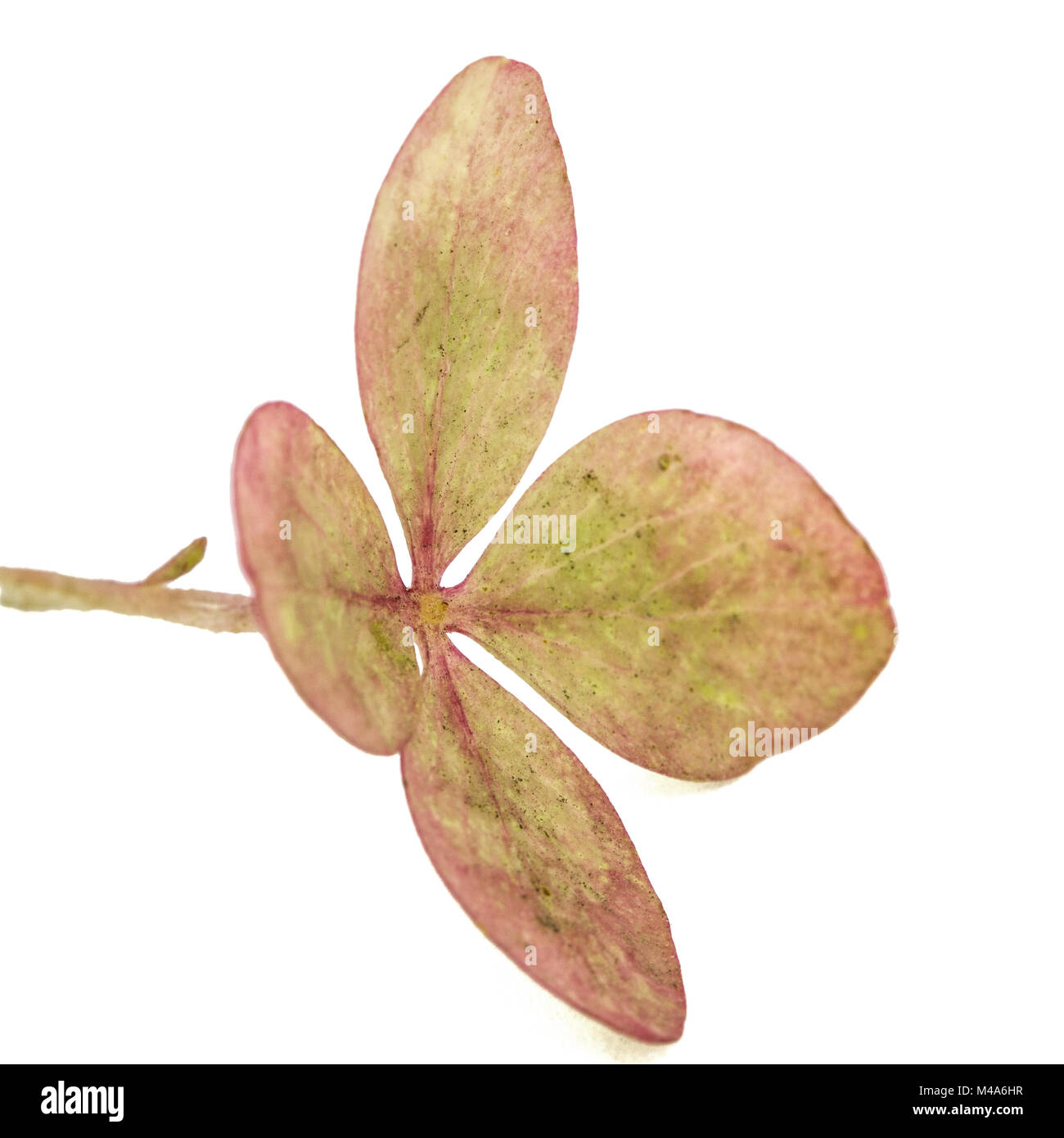 Fleur d'hortensia close-up, isolé sur fond blanc Banque D'Images