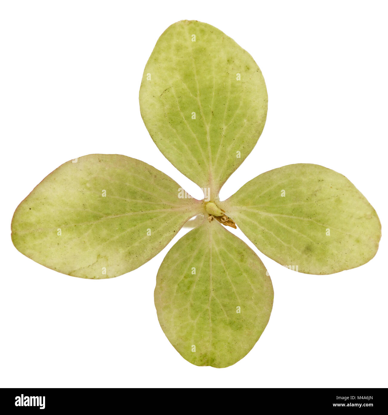 Fleur d'hortensia close-up, isolé sur fond blanc Banque D'Images
