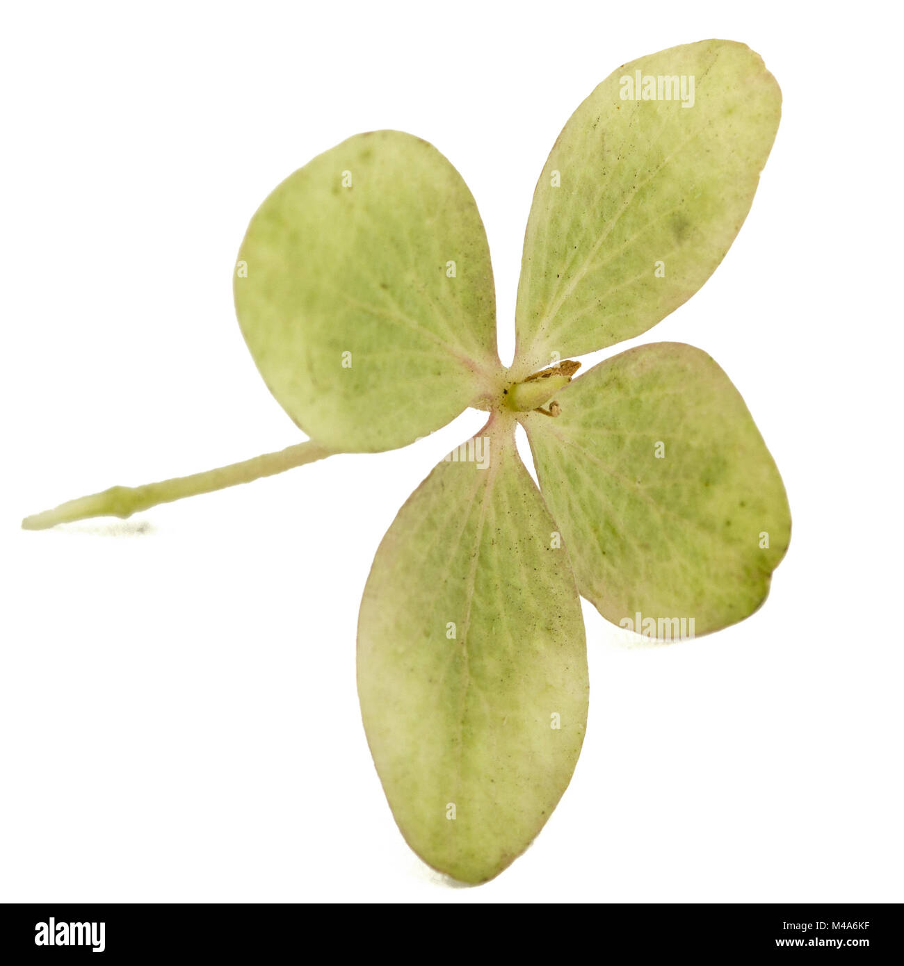 Fleur d'hortensia close-up, isolé sur fond blanc Banque D'Images