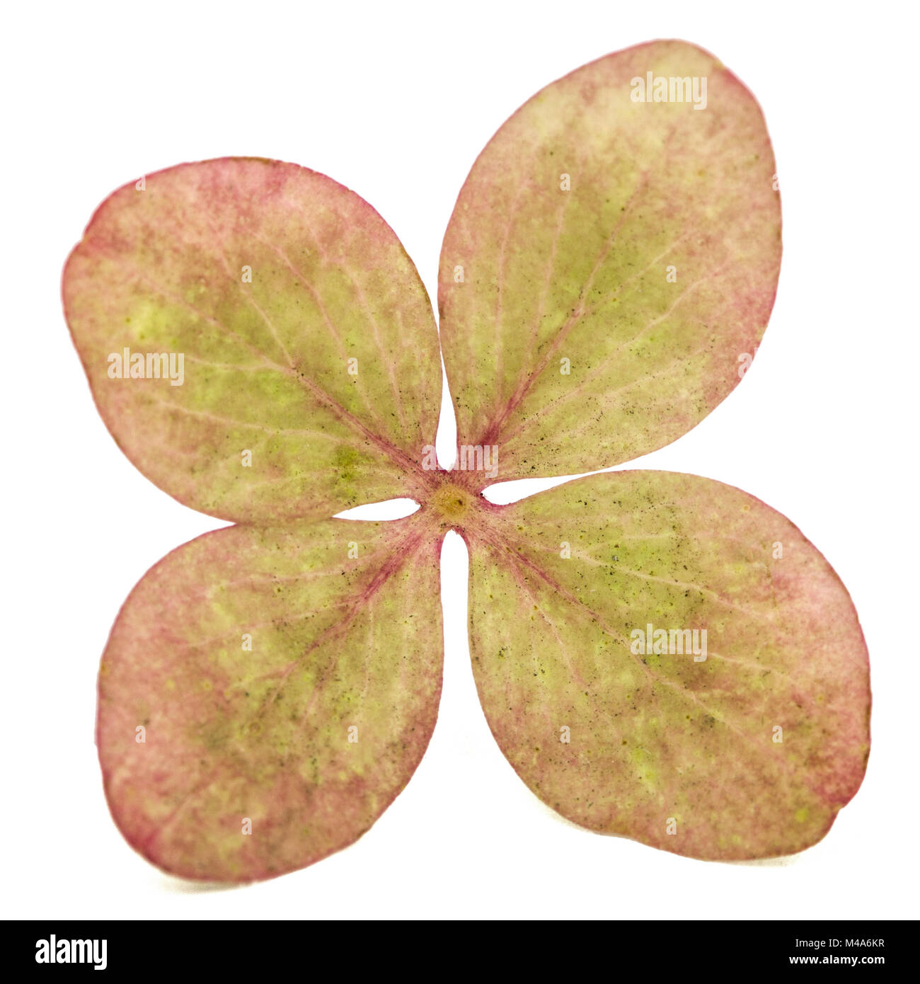 Fleur d'hortensia close-up, isolé sur fond blanc Banque D'Images