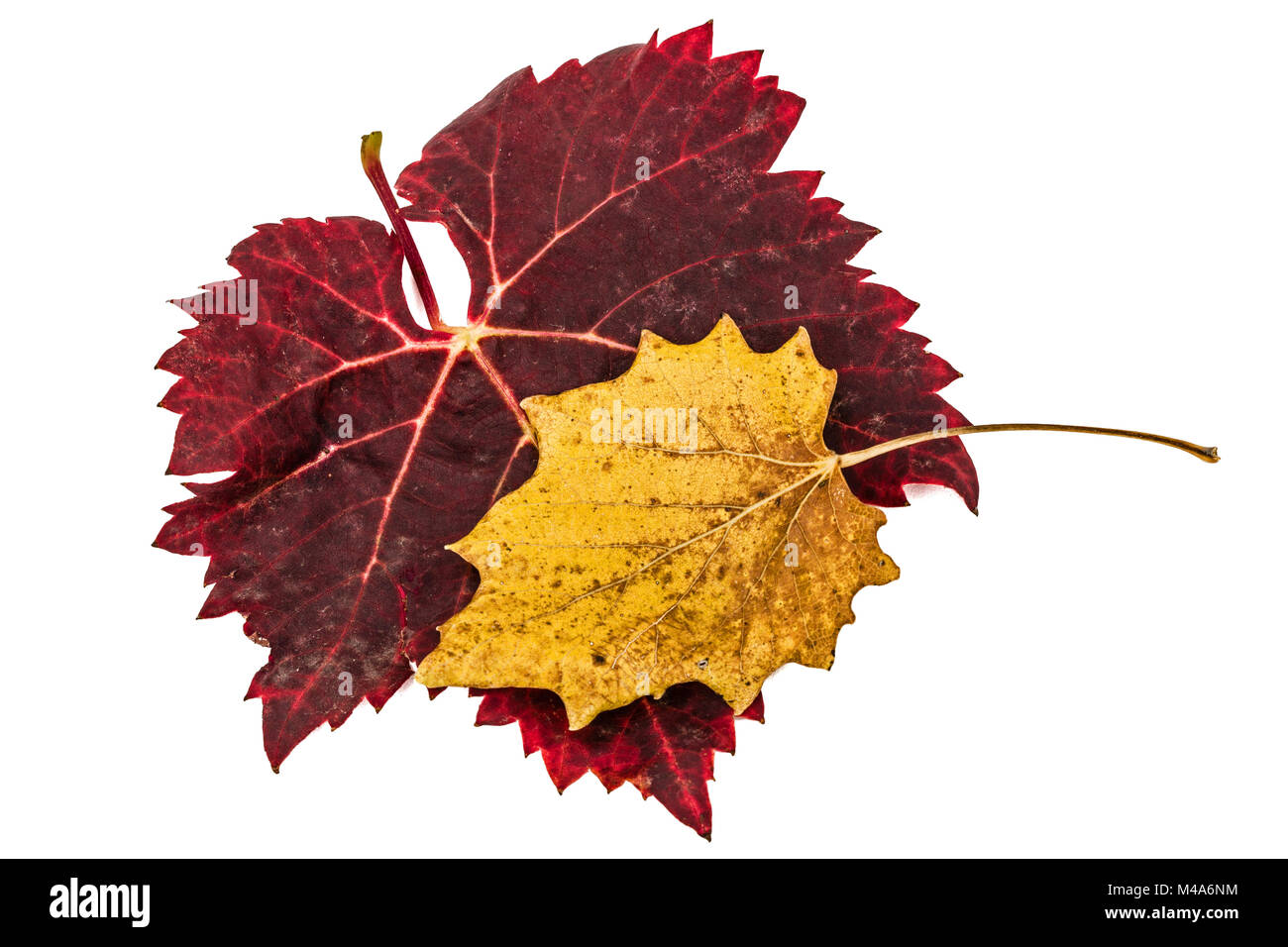 Feuilles d'automne tombées, isolé sur fond blanc Banque D'Images