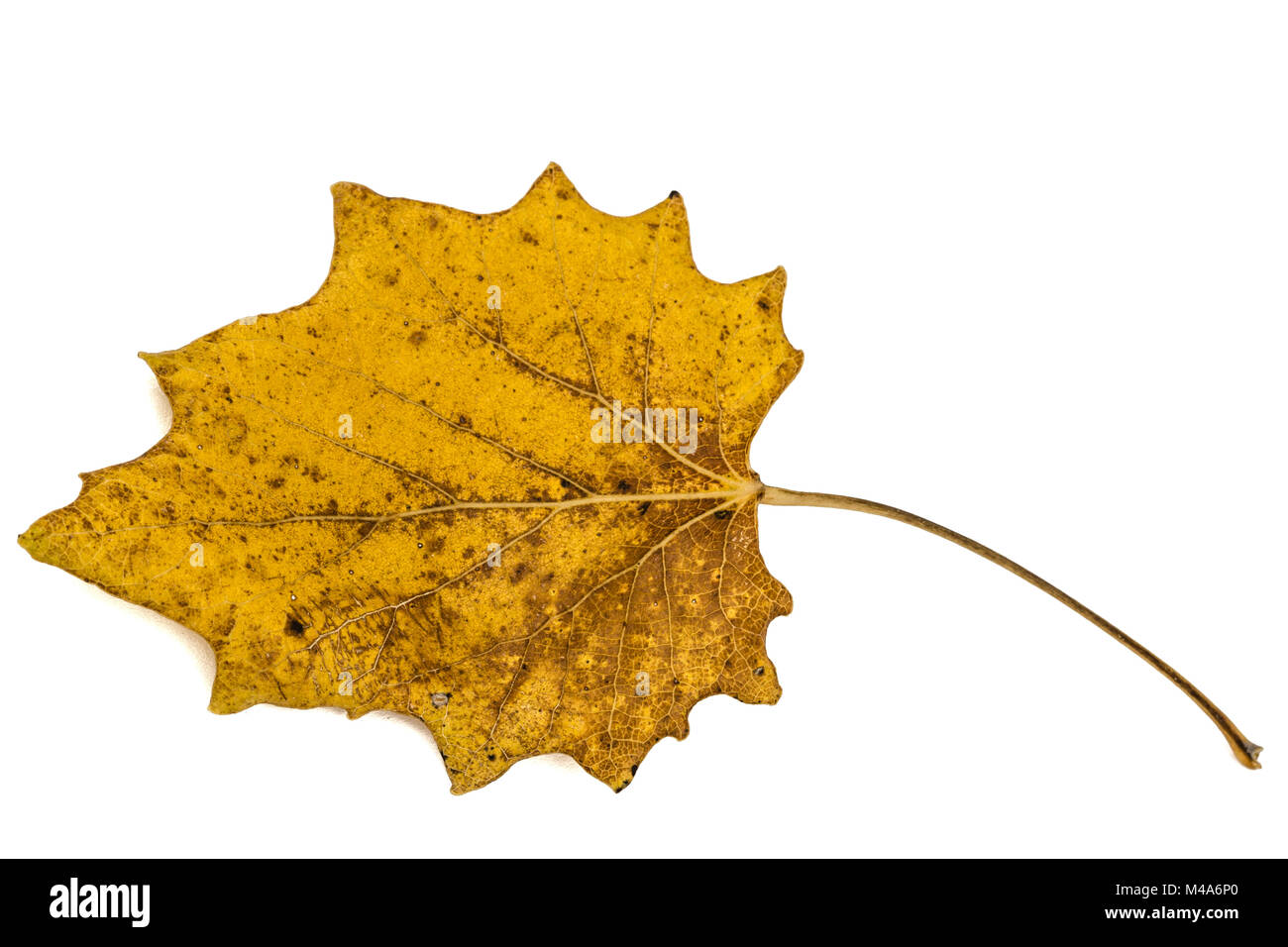 Le jaune des feuilles d'automne tombées, isolé sur fond blanc Banque D'Images