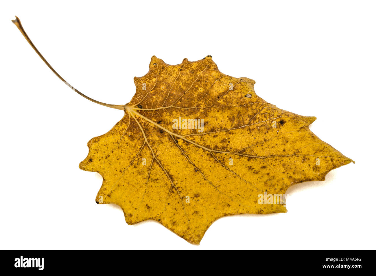 Le jaune des feuilles d'automne tombées, isolé sur fond blanc Banque D'Images