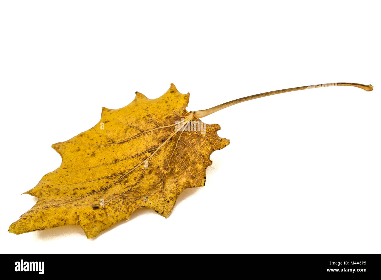 Le jaune des feuilles d'automne tombées, isolé sur fond blanc Banque D'Images
