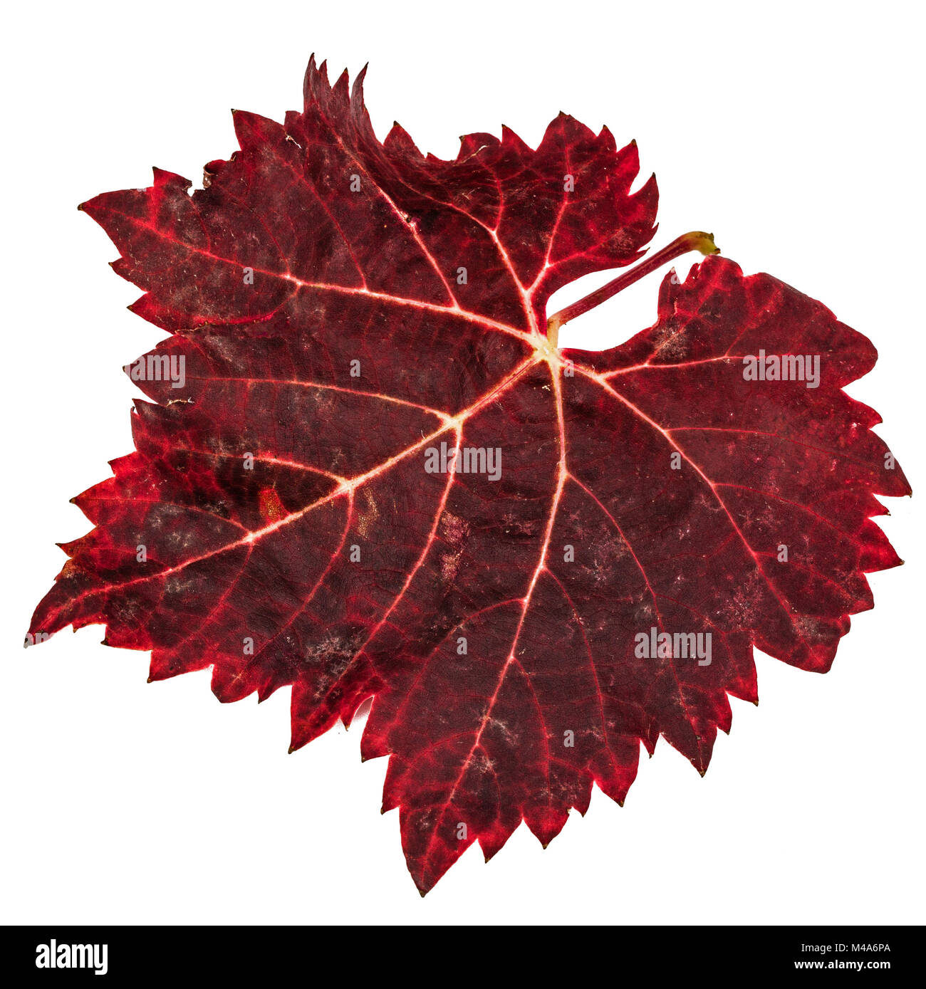 Le rouge des feuilles d'automne tombées, isolé sur fond blanc Banque D'Images