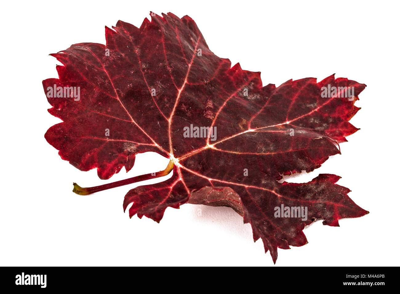 Le rouge des feuilles d'automne tombées, isolé sur fond blanc Banque D'Images