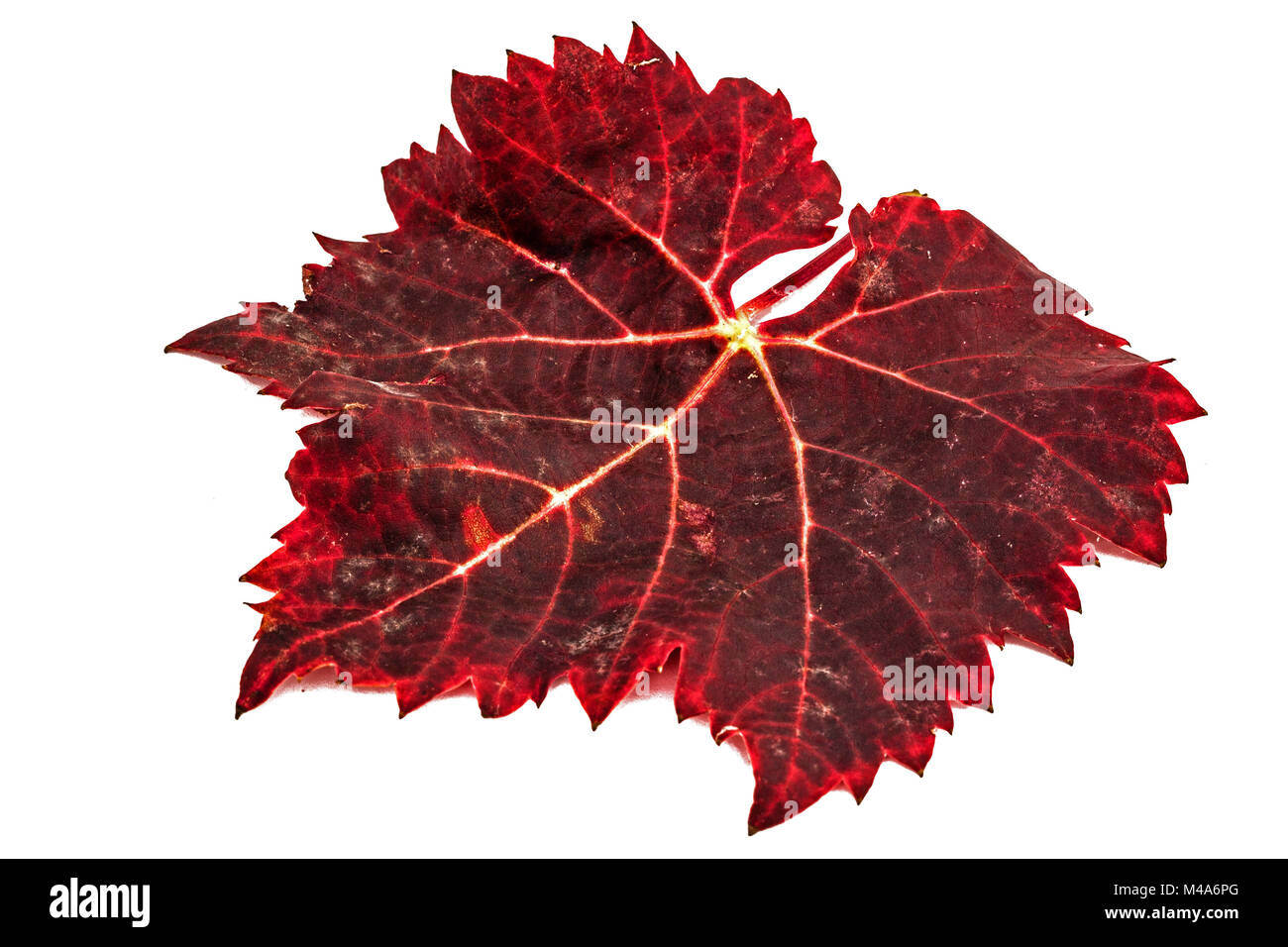 Le rouge des feuilles d'automne tombées, isolé sur fond blanc Banque D'Images