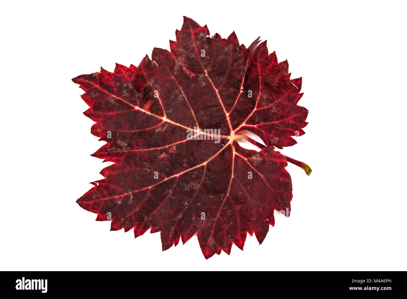 Le rouge des feuilles d'automne tombées, isolé sur fond blanc Banque D'Images