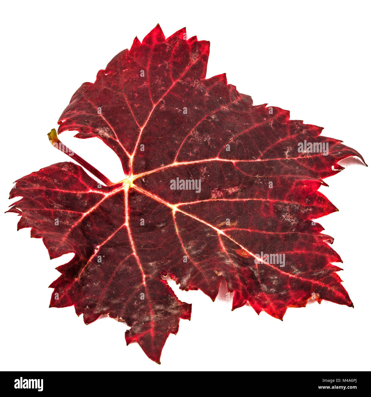 Le rouge des feuilles d'automne tombées, isolé sur fond blanc Banque D'Images