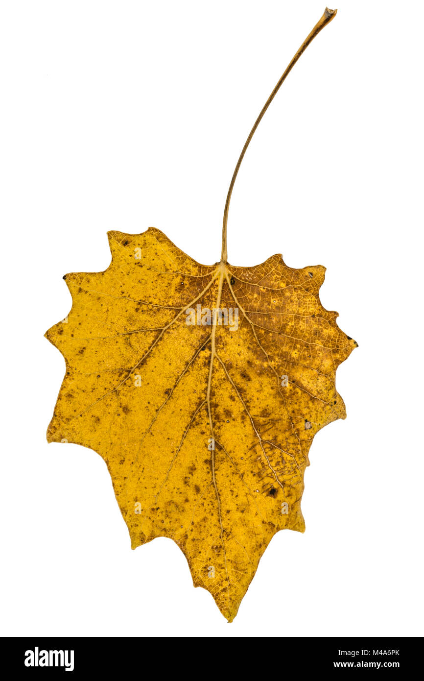 Le jaune des feuilles d'automne tombées, isolé sur fond blanc Banque D'Images